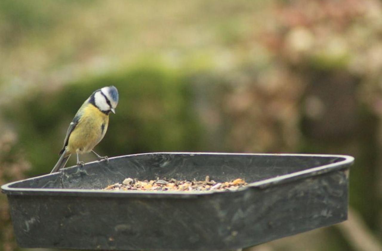 Mangeoire d'oiseaux — Wikipédia