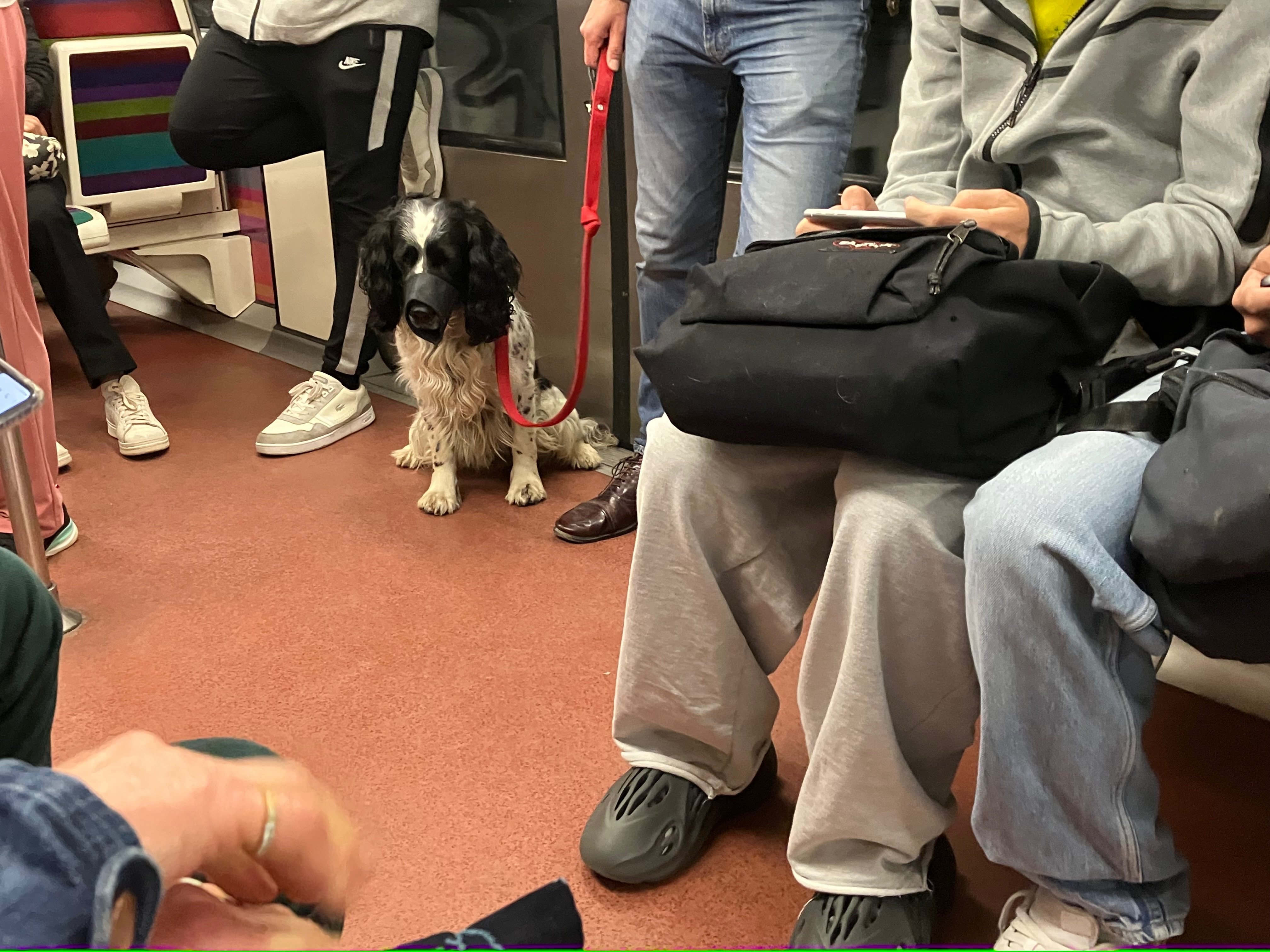 Les chiens qui ne peuvent pas voyager dans un panier doivent être muselés. LP/M.-A. G.