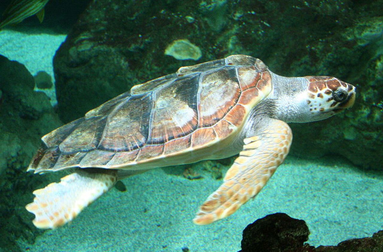 var-une-tortue-marine-vient-pondre-sur-une-plage-tr-s-fr-quent-e-de