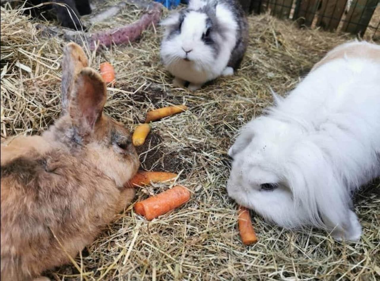 <b></b> La ferme pédagogique de Pontoise a été victime d’un cambriolage. Elle possédait une dizaine de lapins, dont trois ont disparu.