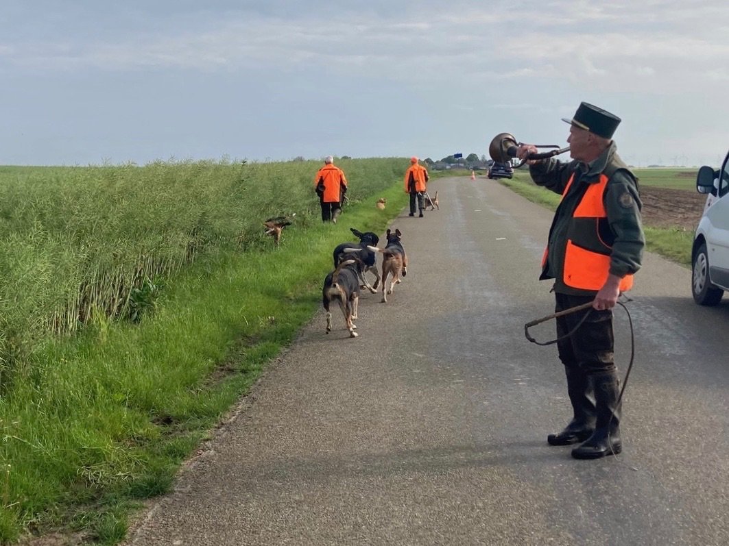 Lors d'une battue administrative à Villamblain pour débusquer des sangliers, les chasseurs se déploient autour d'un champ de colza en suivant les instructions du lieutenant de louveterie. LP/Christine Berkovicius