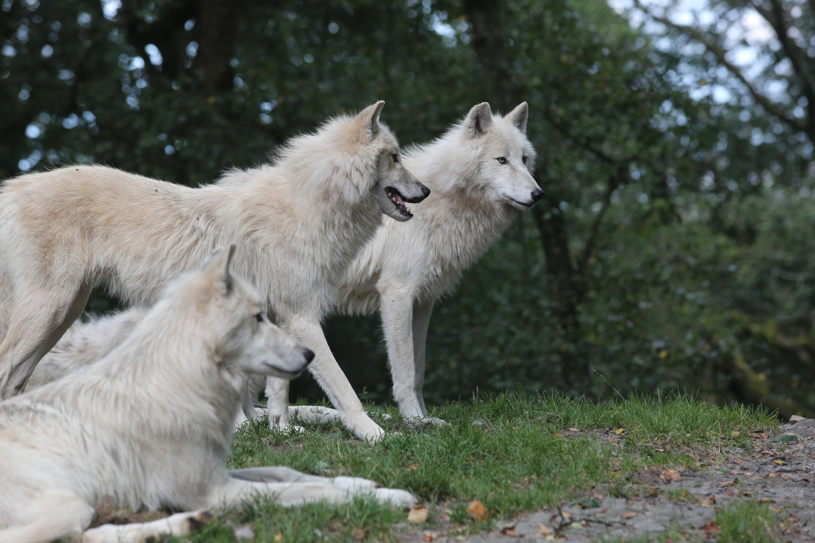 Le village de Cerdon, dans le Loiret, n'accueillera finalement pas de loups (ici des loups blancs d'Alaska au zoo de Jurques) dans un parc privé destiné à des séminaires d'entreprises. LP/Olivier Boitet