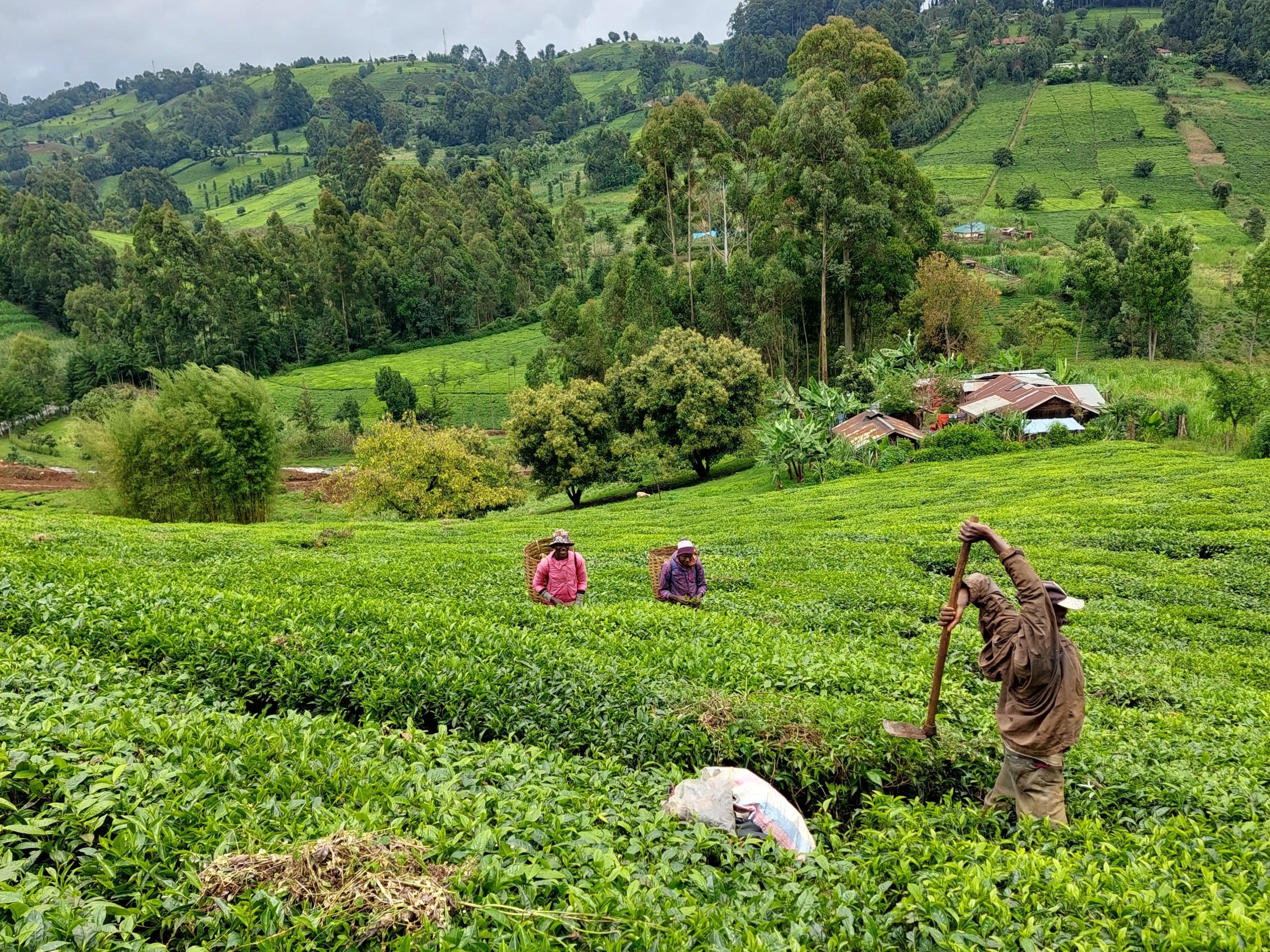 Grâce à la création d'une centrale hydroélectrique, les plantations de thé de Gatunguru bénéficient d'une électricité verte moins chère et plus durable. LP/Frédéric Mouchon