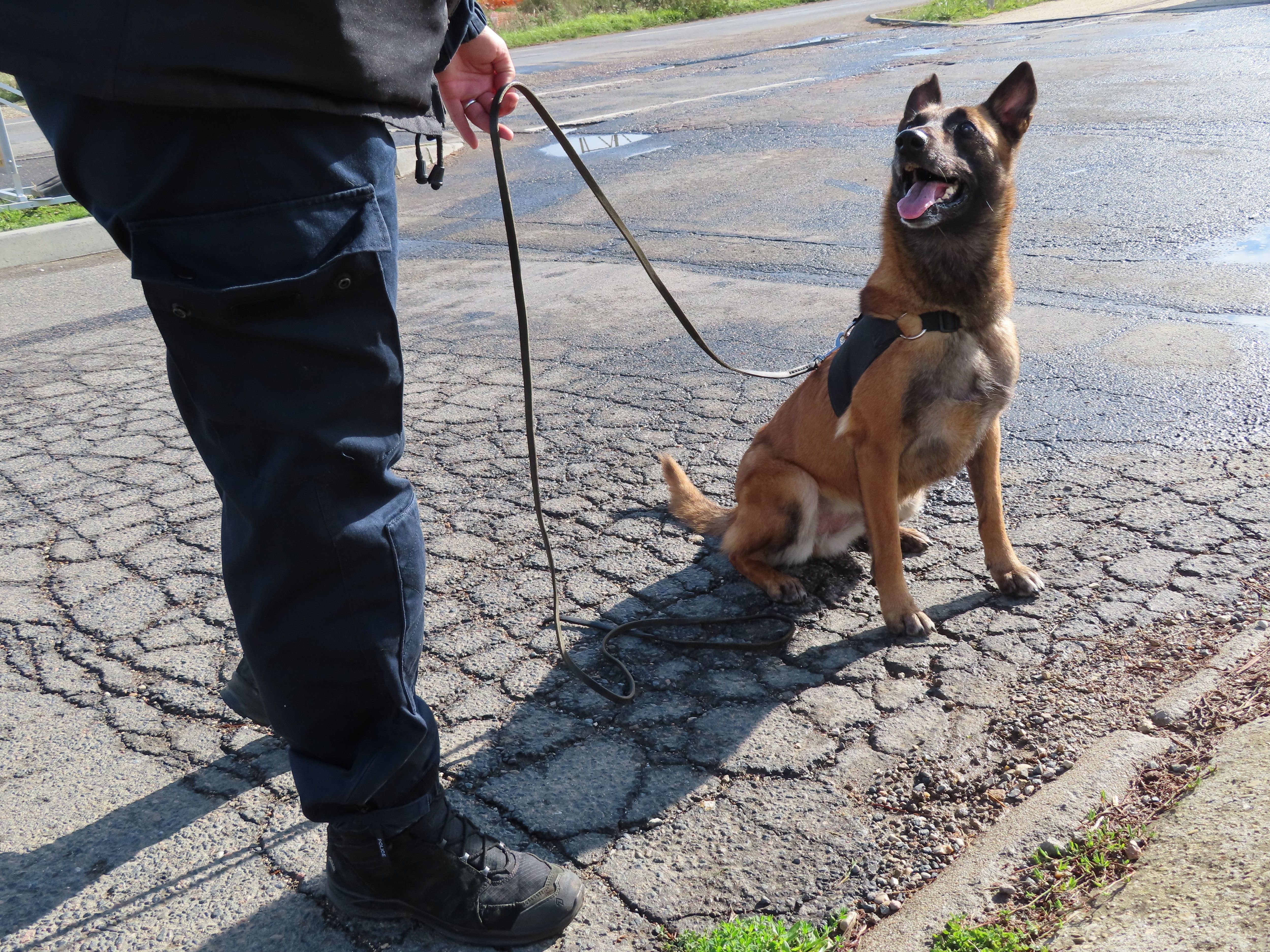 Illustration. Les policiers du commissariat d'agglomération de Noisiel étaient accompagnés d'un chien spécialisé dans la détection de stupéfiants. LP/Guénaèle Calant