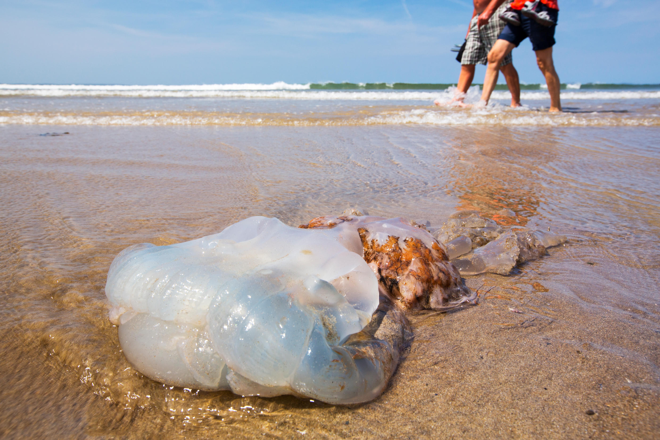 L'apparition de ces méduses en grand nombre sur les plages de l'Atlantique pourrait être due en partie par la hausse de la température de l'océan. (Illustration) Getty images