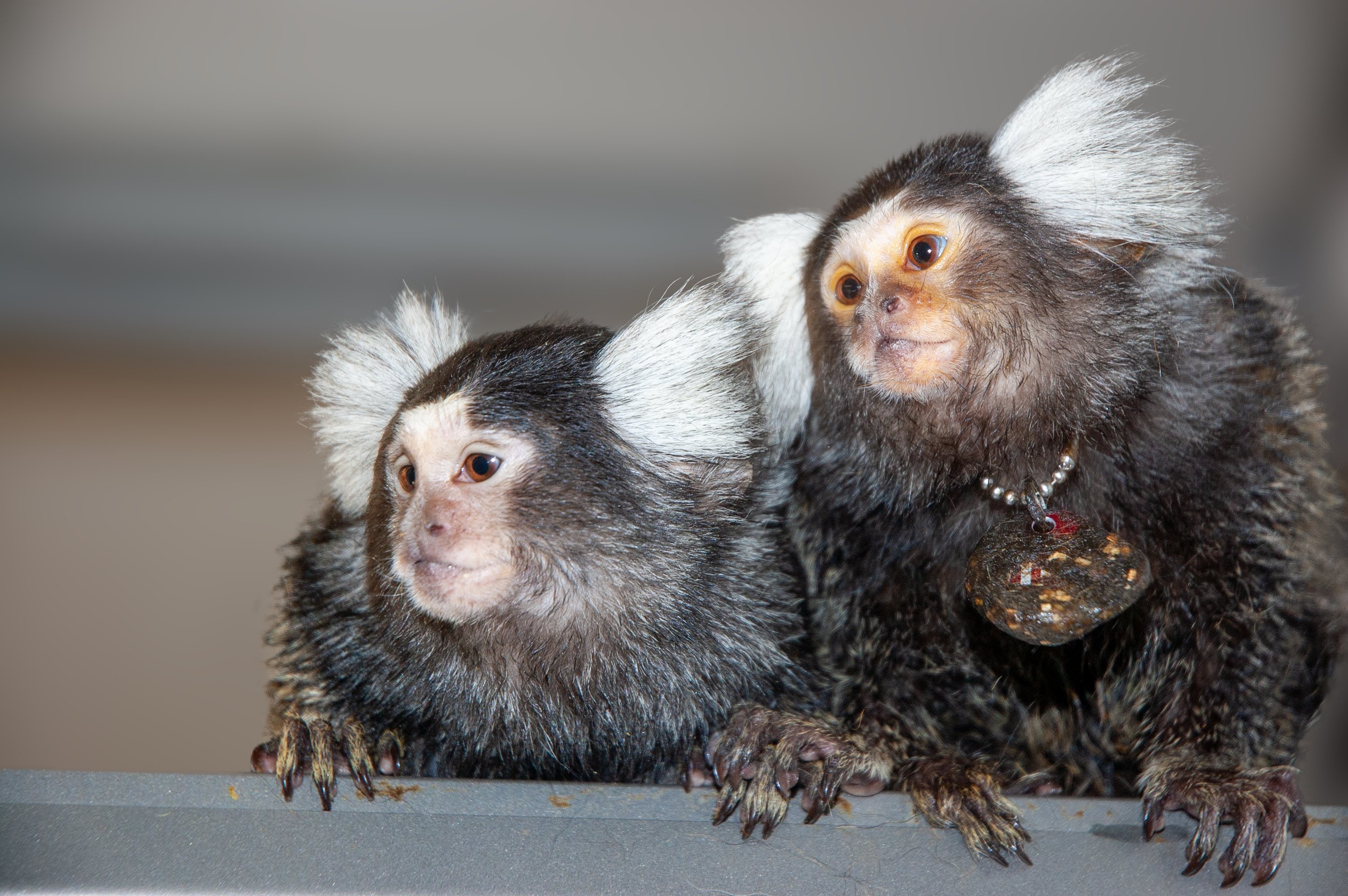 Une mère ouistiti et sa fille. Ces primates vivent au sein de petits groupes familiaux. David Omer's lab