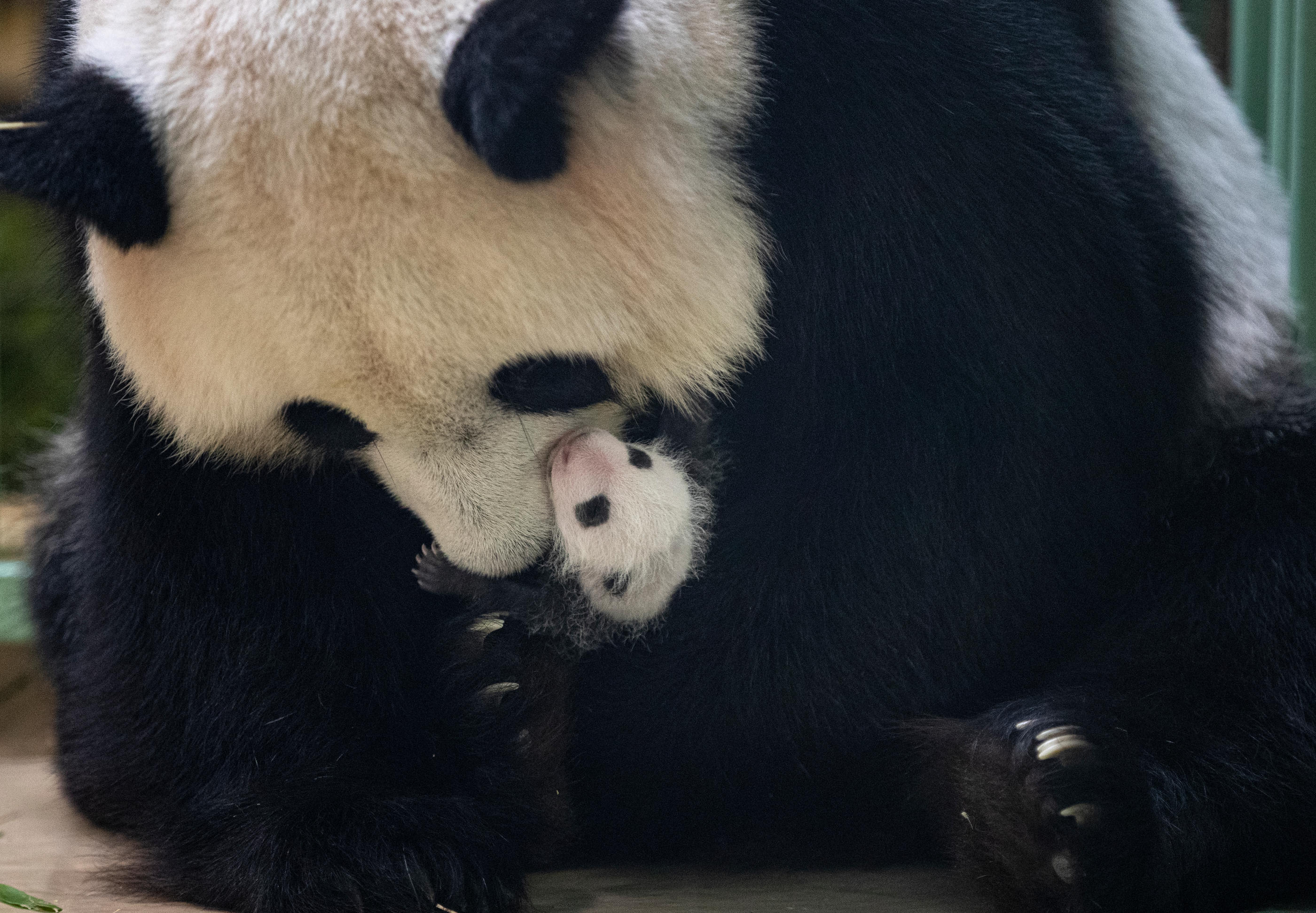 Un Mois Dans La Vie Des Bebes Pandas De Beauval Le Parisien