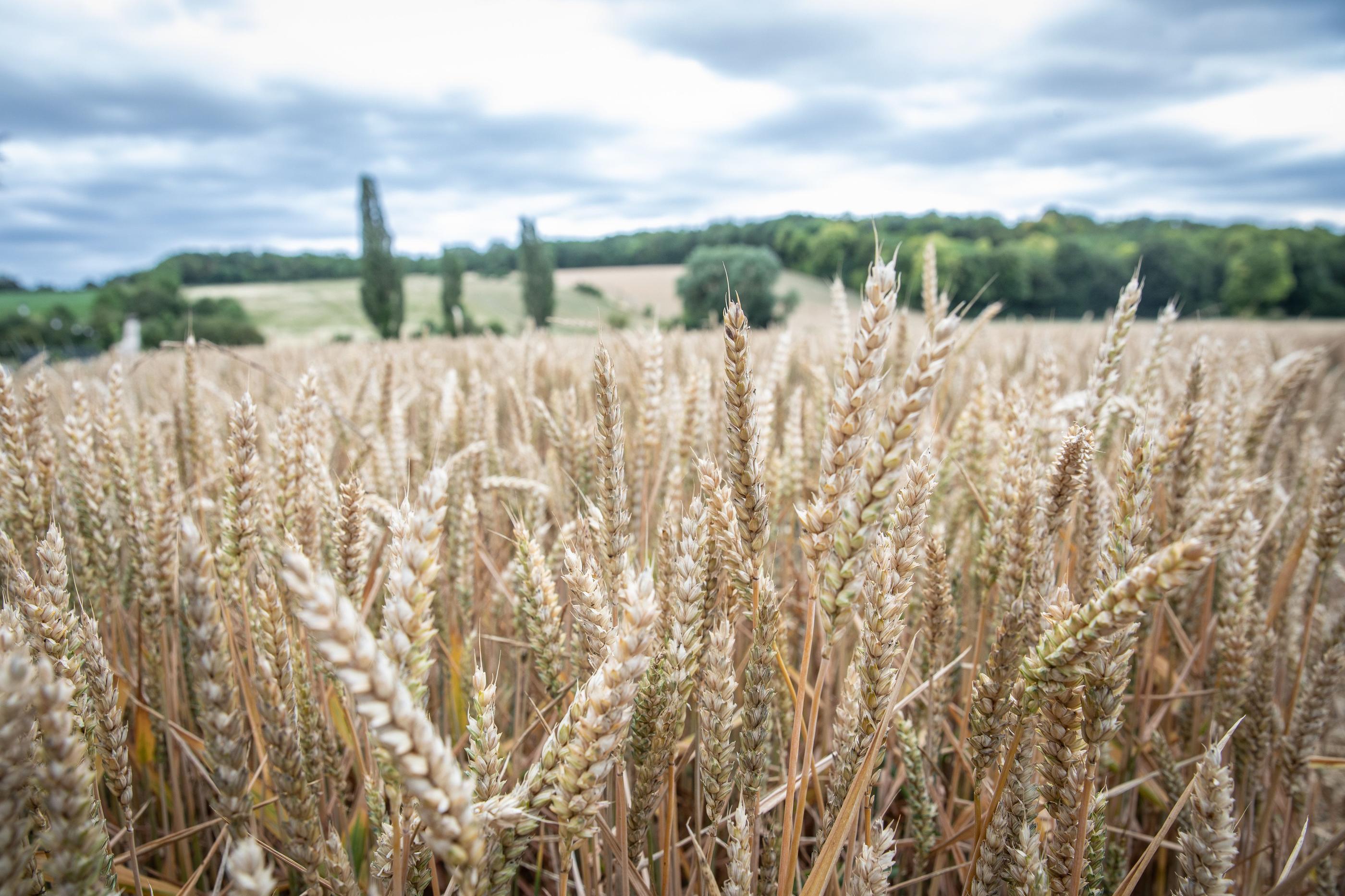 Un agriculteur de la Manche a découvert un "crop circle" dans son champ. LP / Fred Dugit