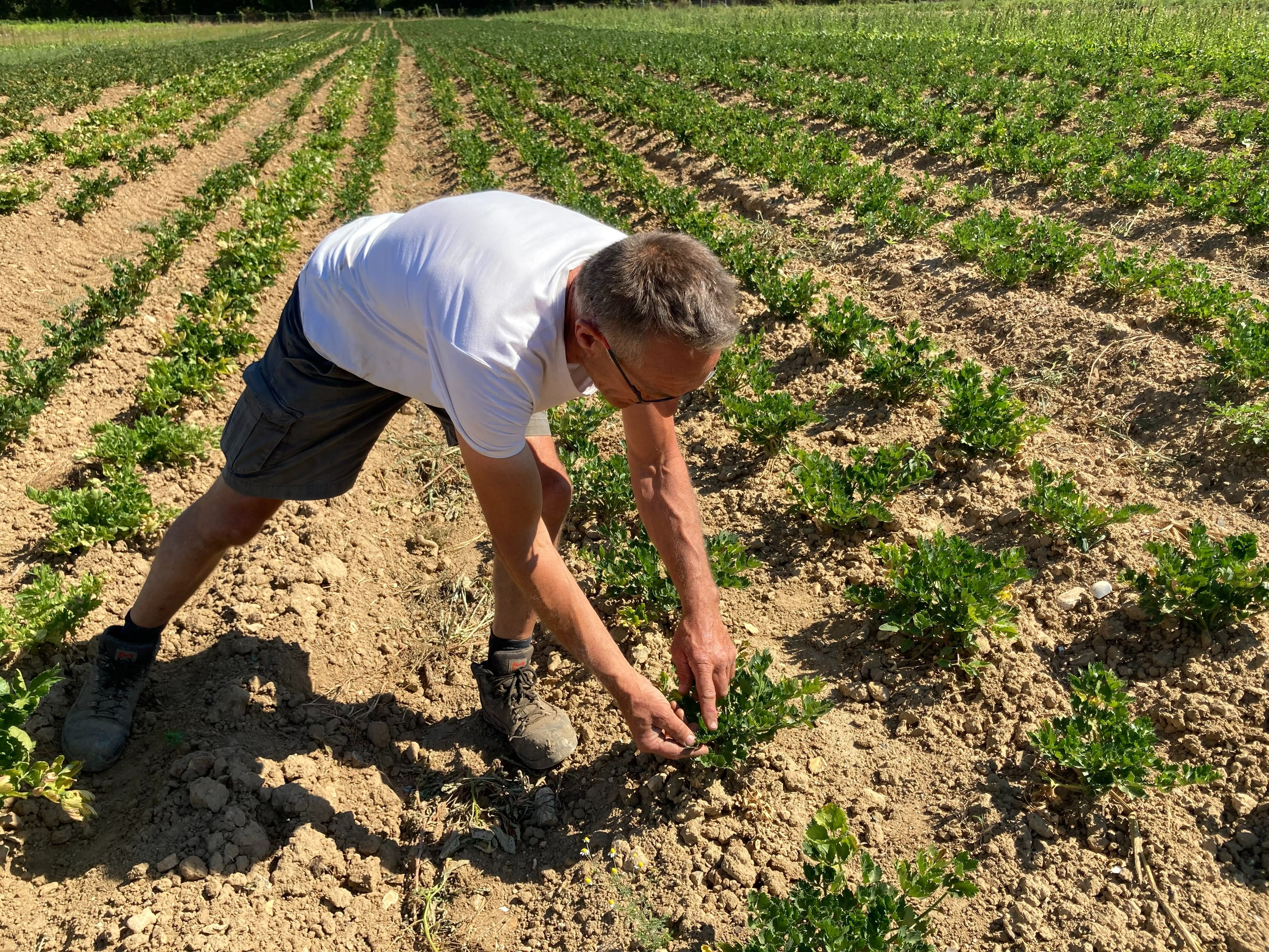 Cergy, le 11 août. La production de légumes de La Rivoise est elle aussi impactée par la sècheresse. Vincent Duval le constate notamment sur ses plants de céleris qui peinent à grossir. LP/Anne Collin