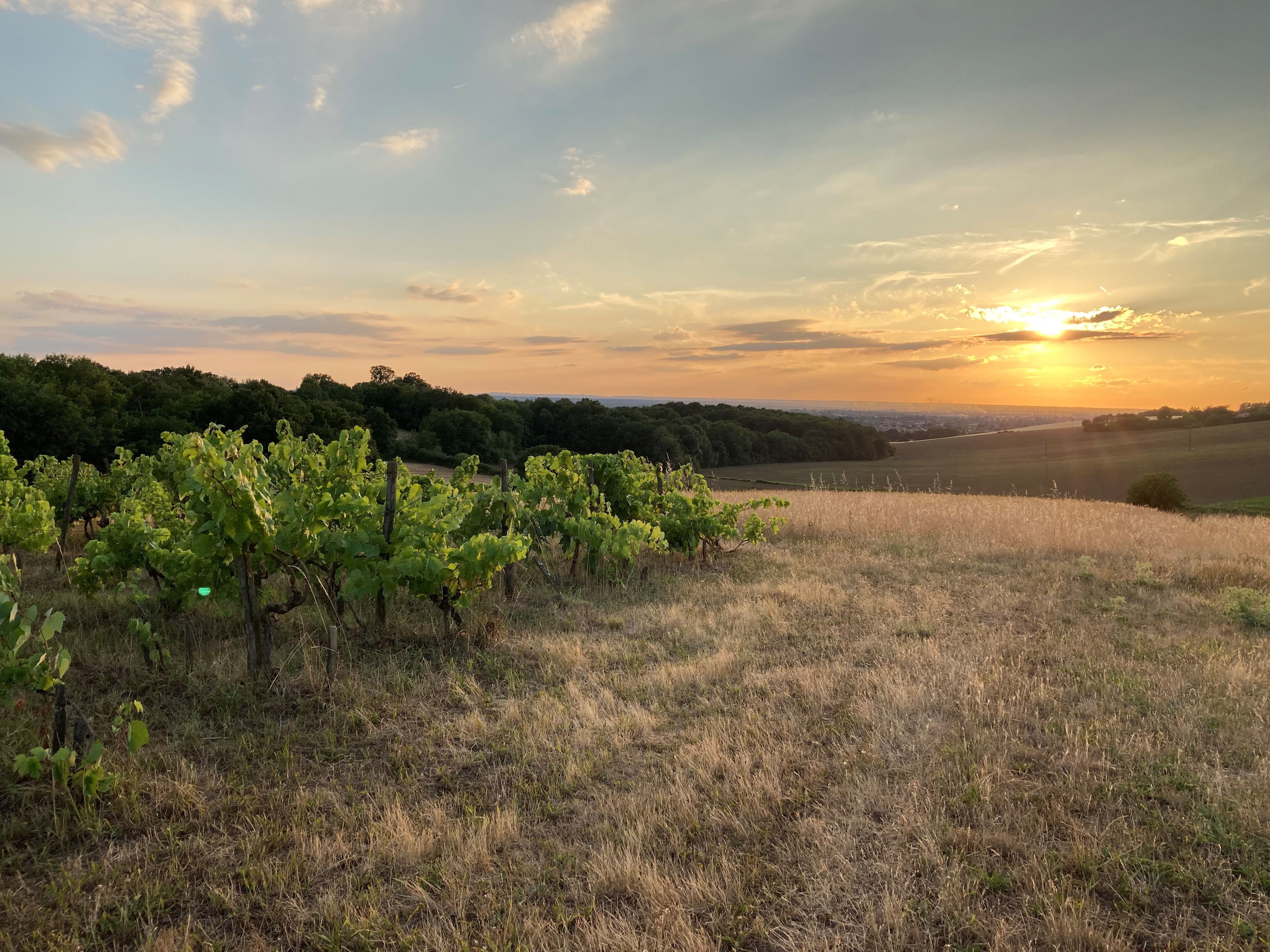 Vigneronne à Pechbonnieu, au nord de Toulouse, Hélène Séguier lance la campagne « Adopte ta vigne » pour replanter « son vigné », la plus vieille vigne de la commune./Vigné des Granges.