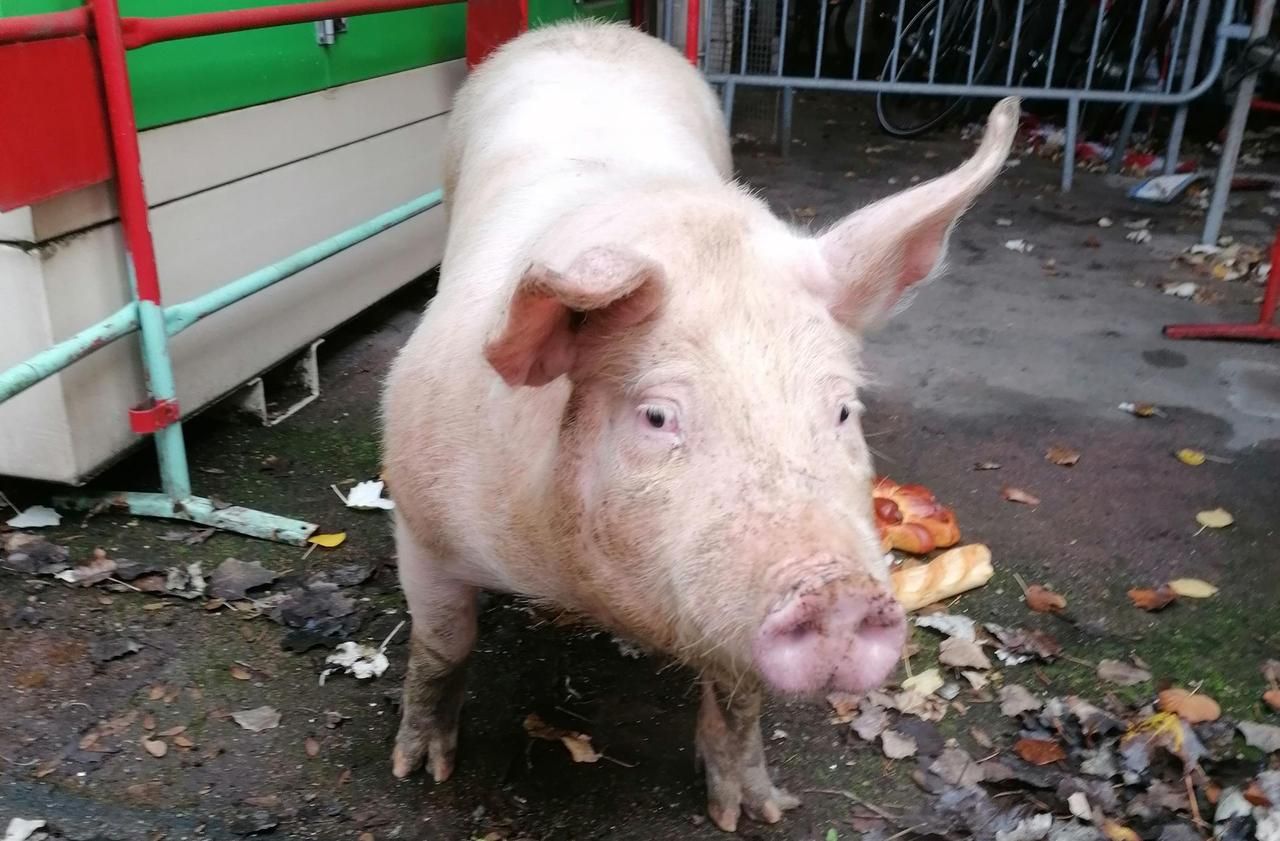 <b></b> A Ivry, Action Protection Animale a déposé plainte après l’abattage d’un cochon. Un autre a été sauvé, ici en photo.