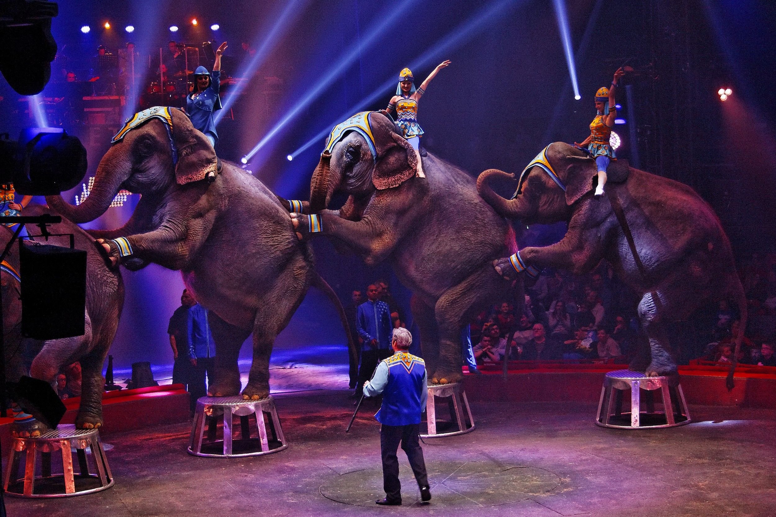 Le sanctuaire Elephant'Home accueillera des éléphantes issues notamment des cirques qui ne devront plus avoir d'animaux sauvages à partir de 2028./AFDP