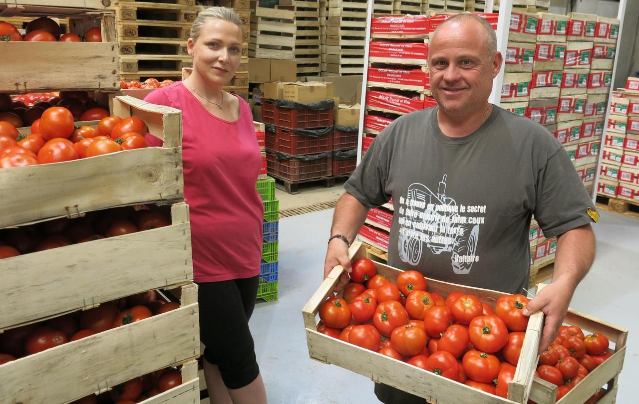 <b></b> Saulx-les-Chartreux, vendredi 13 juillet 2018. Les tomates de plein champs produites par Pascal et Elsa Bolay alimentent des cantines scolaires, des maisons de retraite et bien d’autres sites de restauration collective.