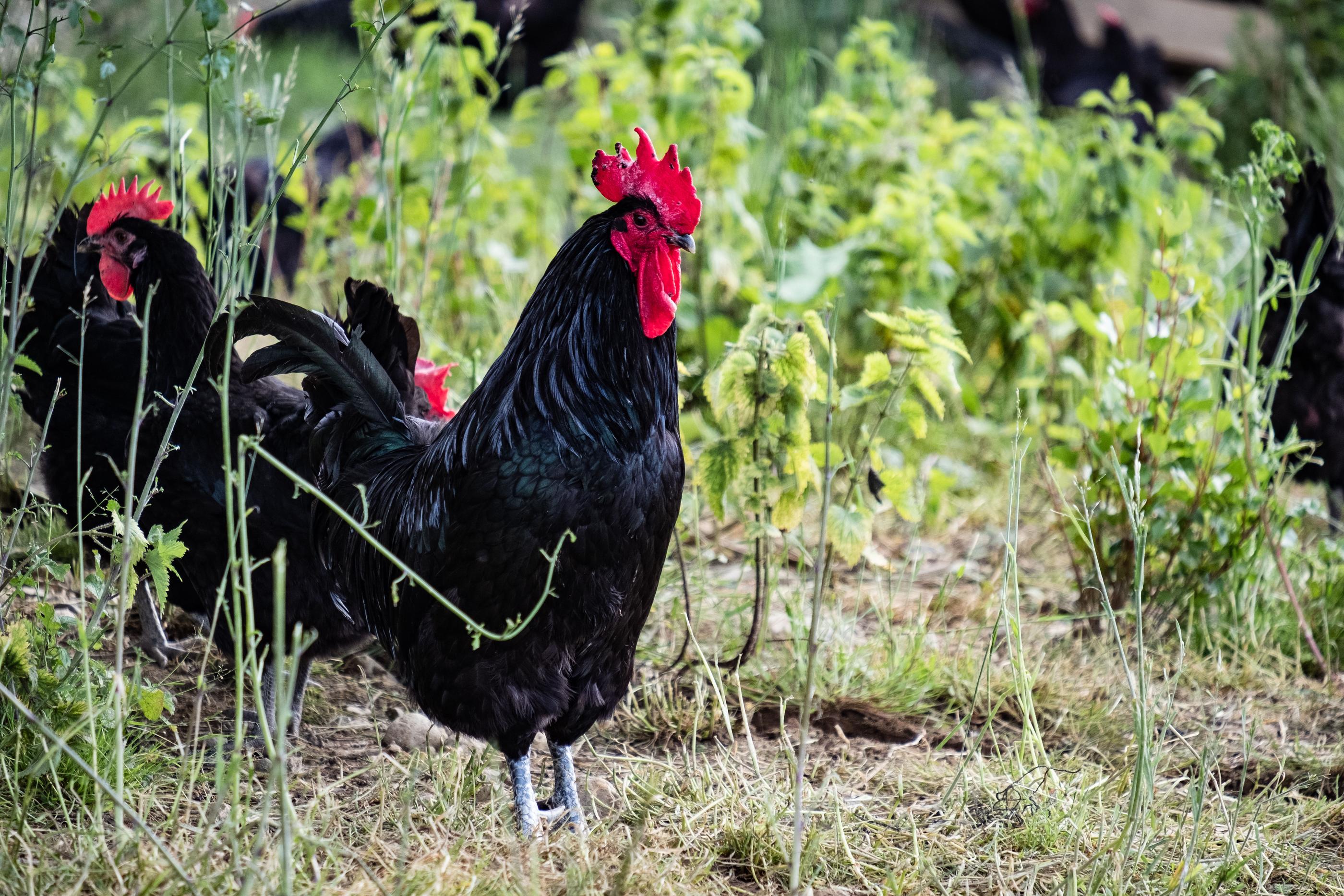 Bouilh-Devant (Hautes-Pyrénées), le 10 mai. La poule noire gasconne présente une crète rouge et une robe noire... ainsi qu'un caractère bien trempé et un besoin d'espace incompatible avec l'élevage intensif. LP/Lilian Cazabet