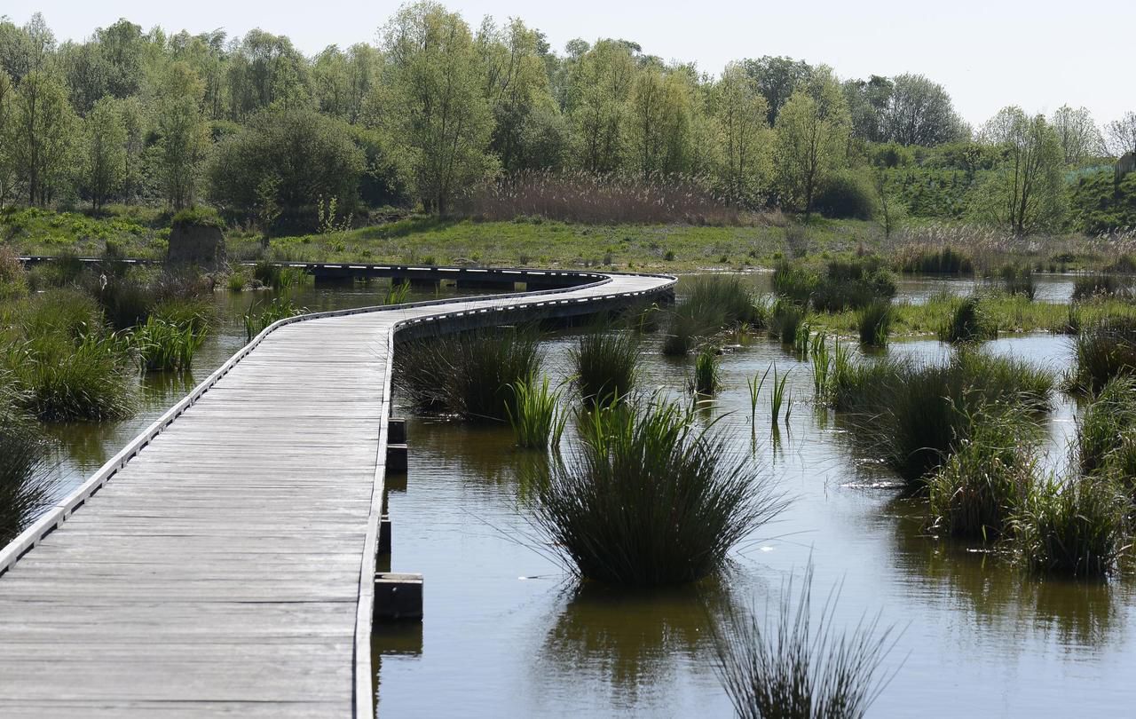 <b></b> Lieusaint. Les quinze hectares de verdure et de bassins de l’espace naturel de la Motte accueillent les promeneurs, cyclistes et observateurs de la faune et la flore.