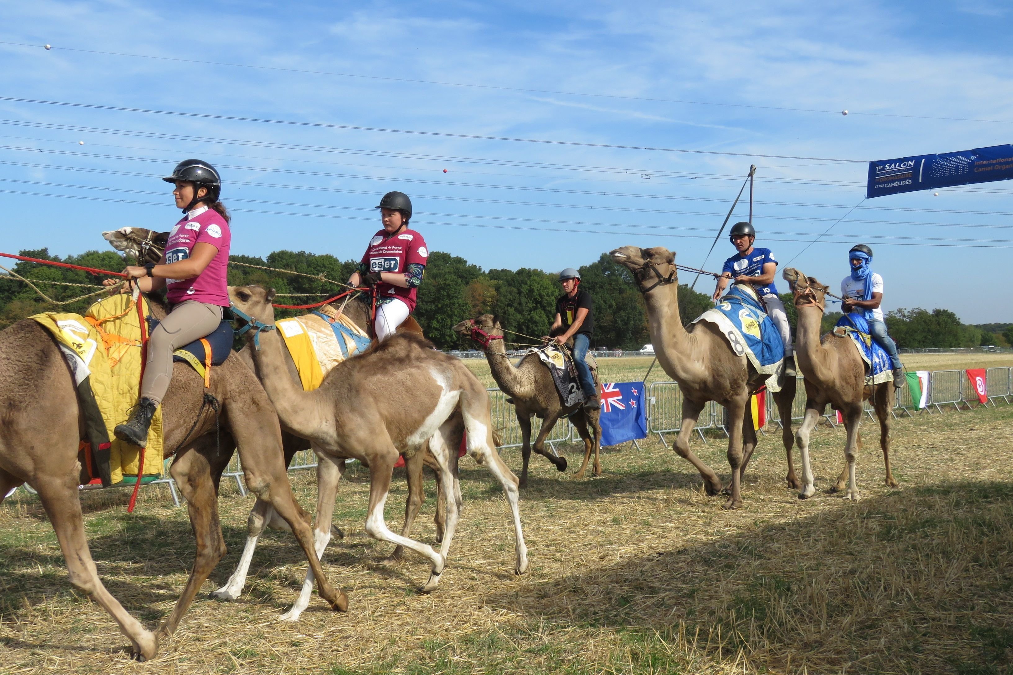 Essonne : comment Janvry se prépare à célébrer les chameaux et