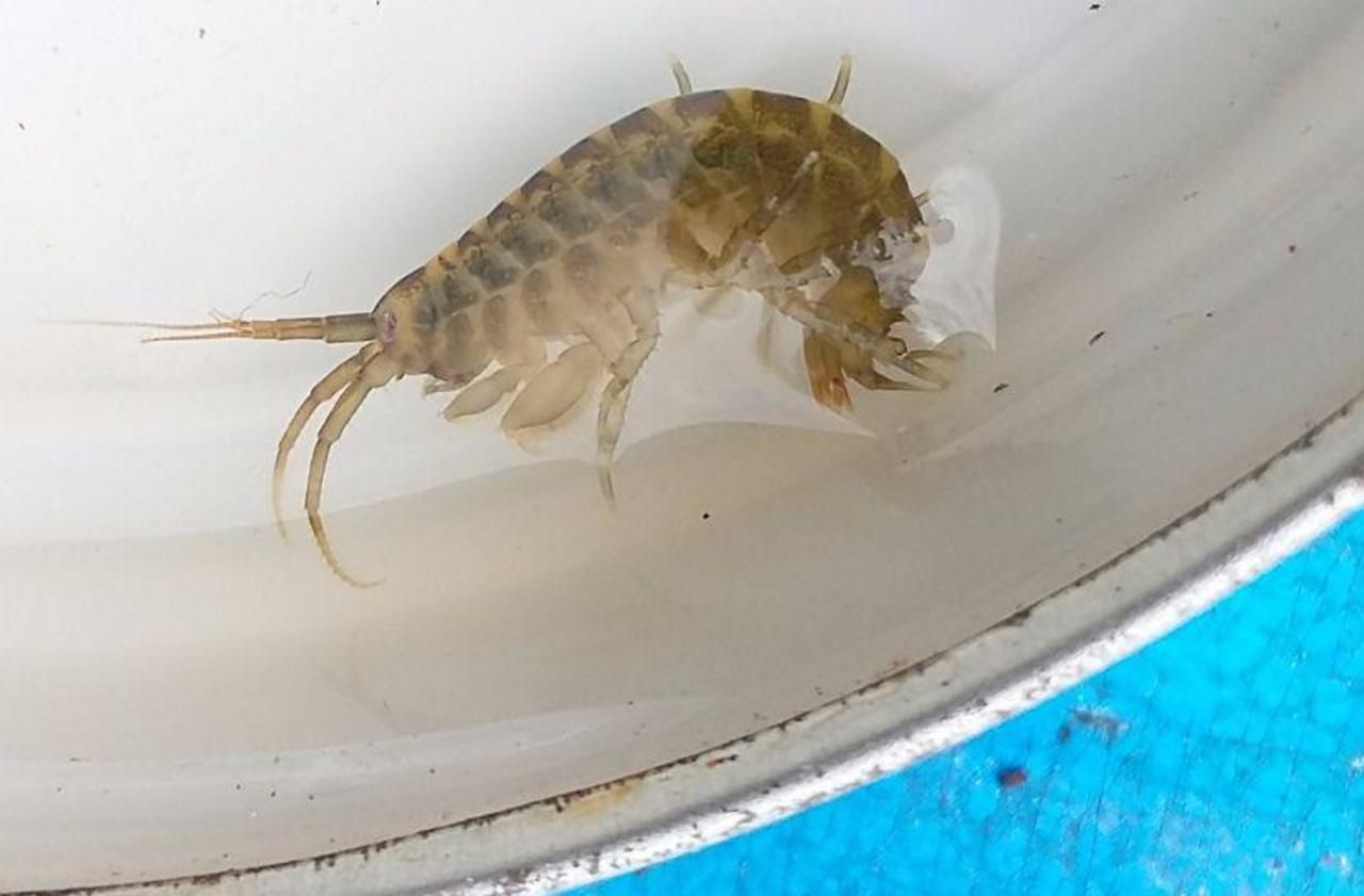 <b></b> À Cergy, une crevette tueuse du Danube a été pêchée dans un étang de l’Île de loisirs. La tête est à gauche. 