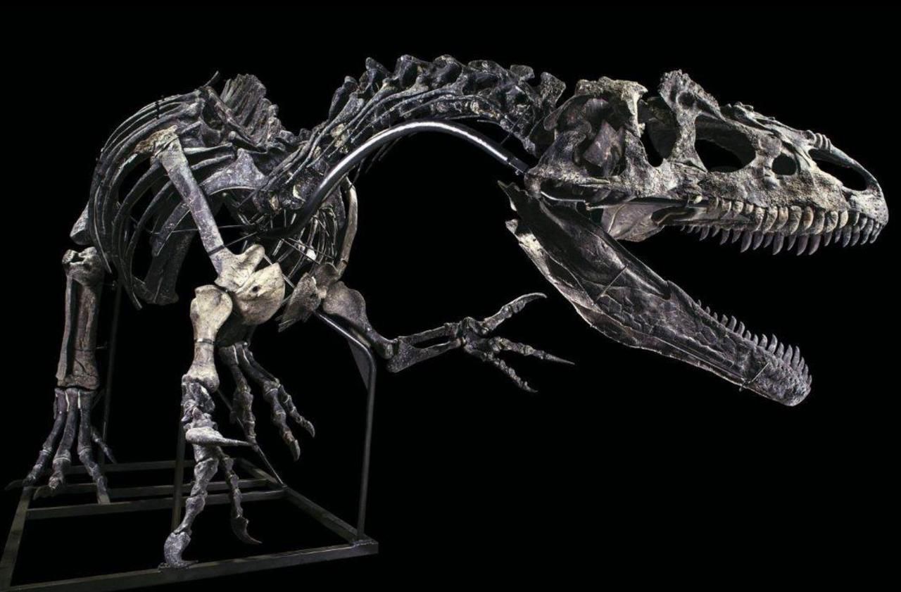 <b></b> Ce squelette de dinosaure sera visible ce mardi 13 octobre de 11 heures à midi, puis mis en vente à 15 heures à Drouot (Paris, 9<sup>e</sup>).