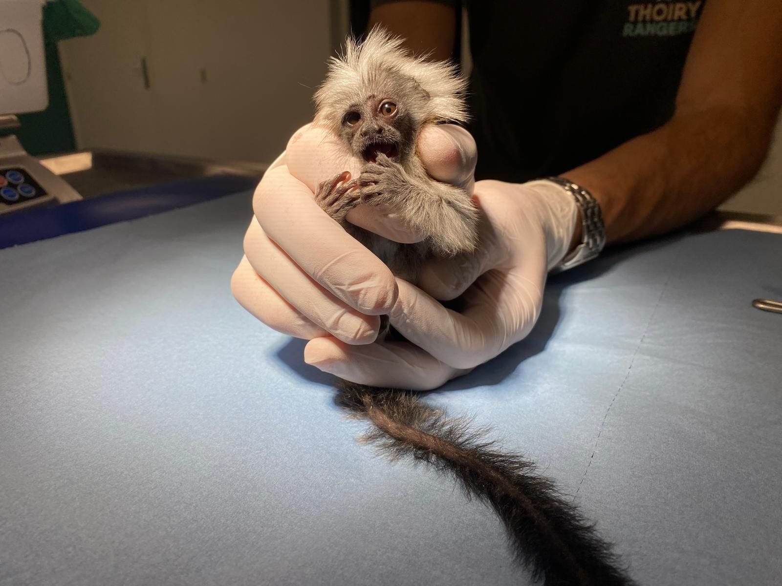 Thoiry (Yvelines), le 18 juin. Deux bébés tamarins pinchés, une espèce menacée, ont vu le jour au parc animalier. LP/Laura Lego