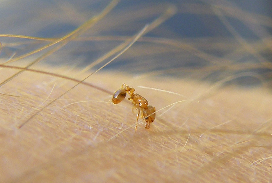 L’arrivée en France de la fourmi de feu, considérée comme une espèce exotique envahissante, reste « très probable », selon les scientifiques. Wikimedia Commons/Plegadis
