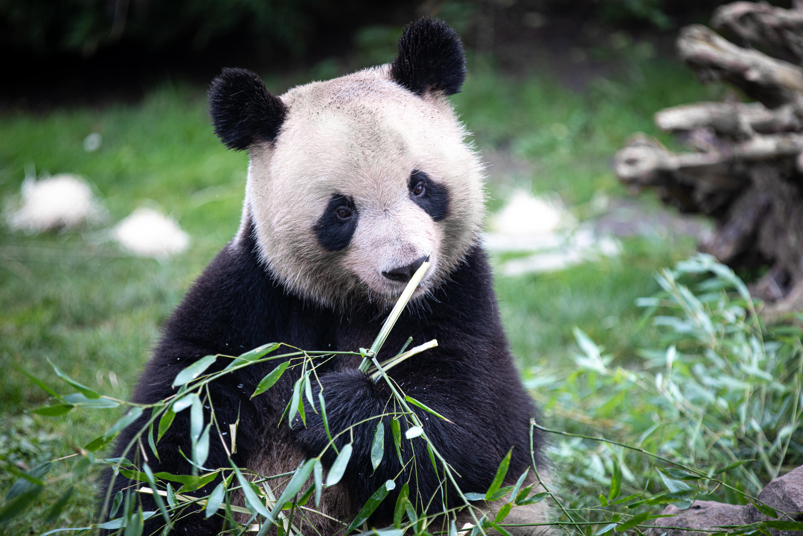 Yuan Meng va bientôt quitter le zoo de Beauval pour la Chine. ZooParc de Beauval