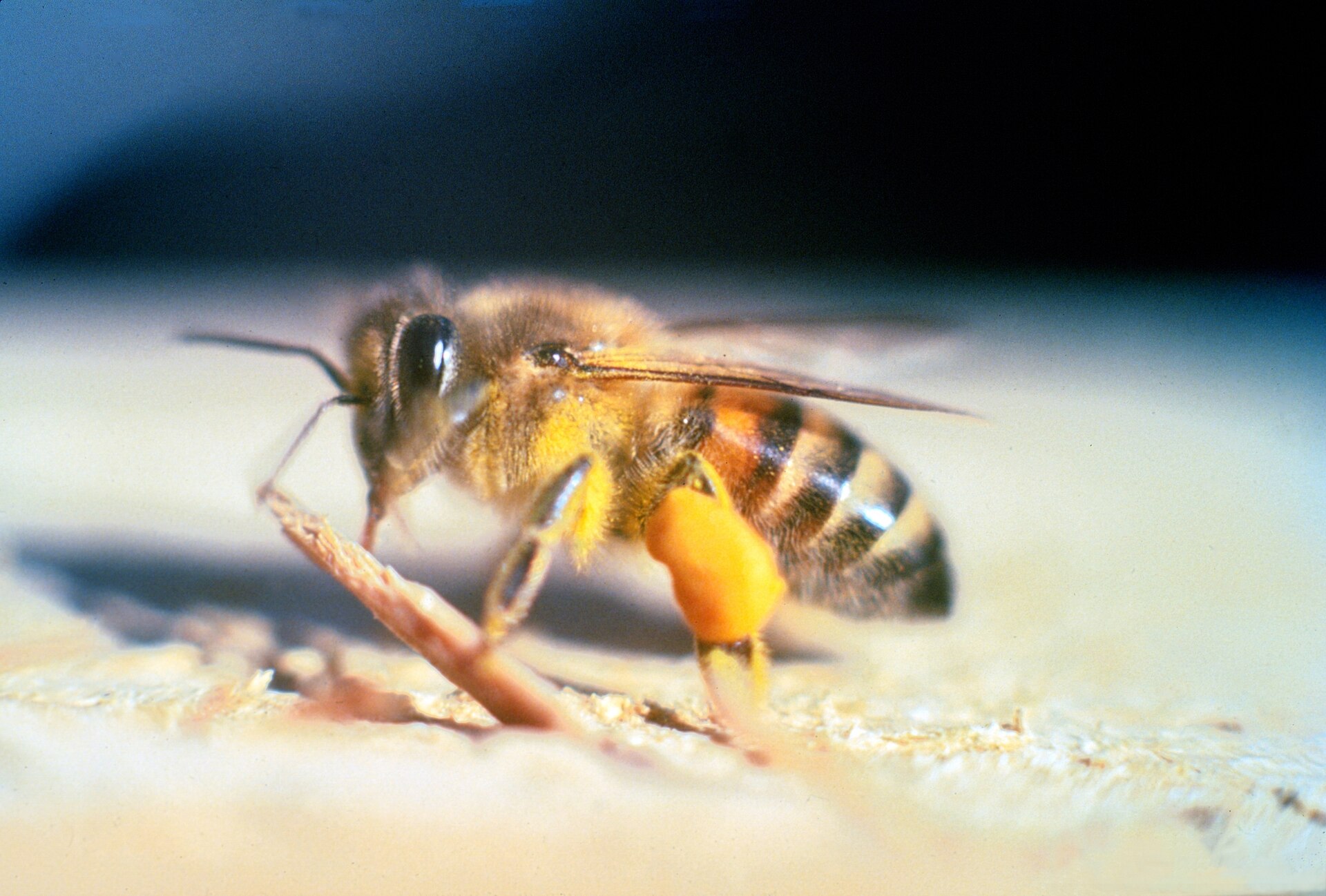 Créée dans les années 50 et échappée du laboratoire, cette espèce d'abeille africanisée a été conçue pour produire plus de miel au Brésil.