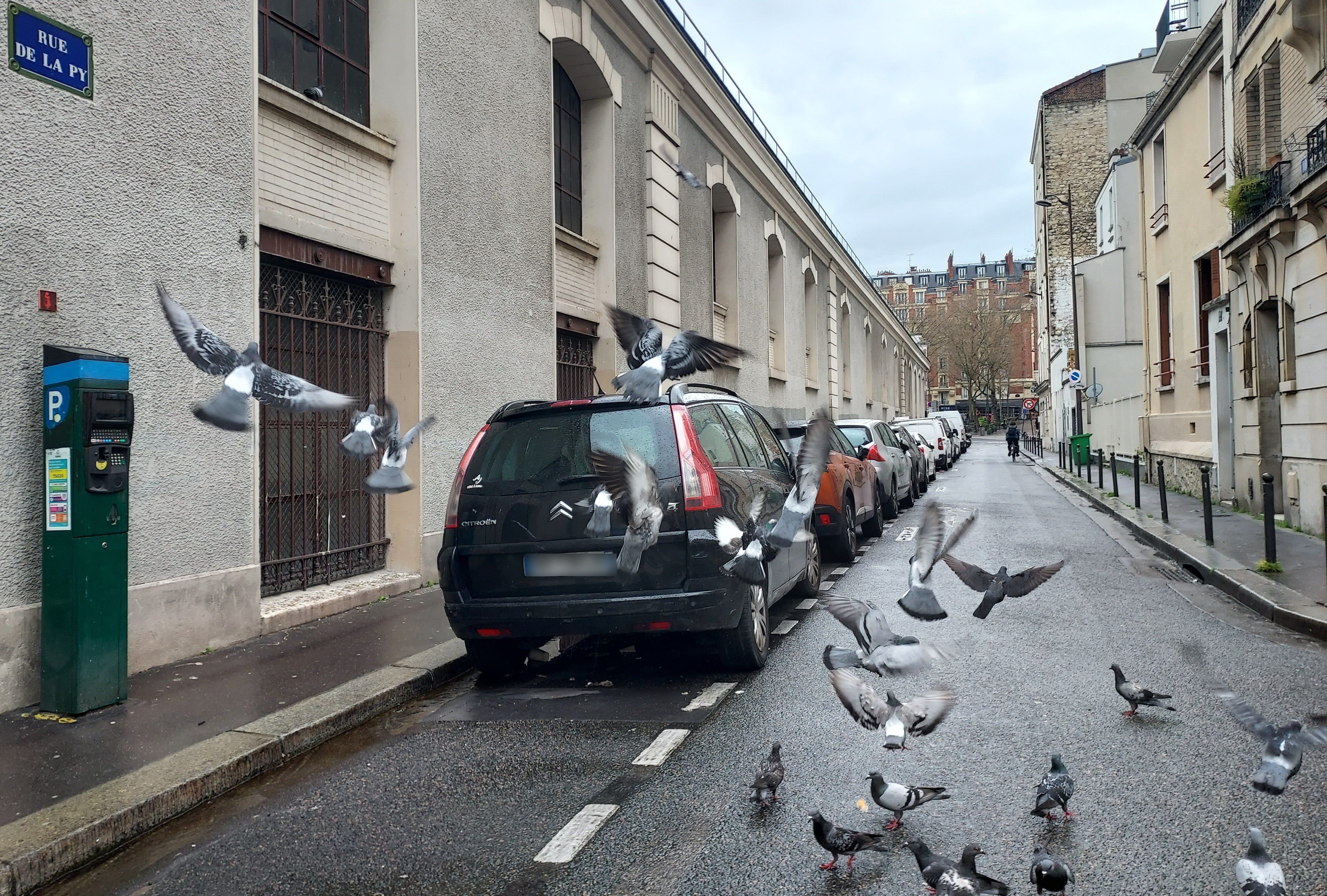 Paris (XXe), rue de la Py. Les pigeons sont nourris depuis son balcon par une dame qui ne sort quasiment jamais de chez elle et n'ouvre à personne. LP/C.C.