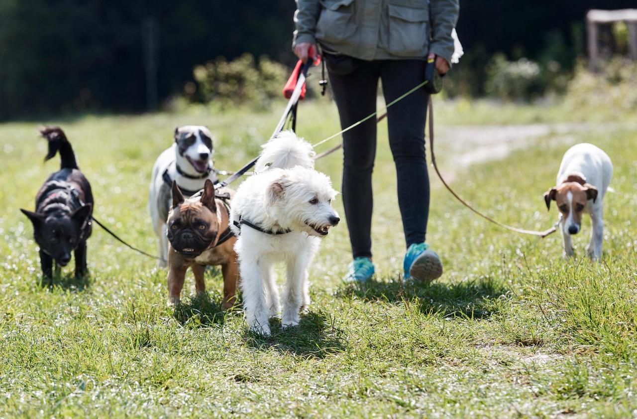 Garde d'animaux : le temps des vacances ou à l'année, les pet-sitters sont  de plus en plus recherchés - Le Parisien