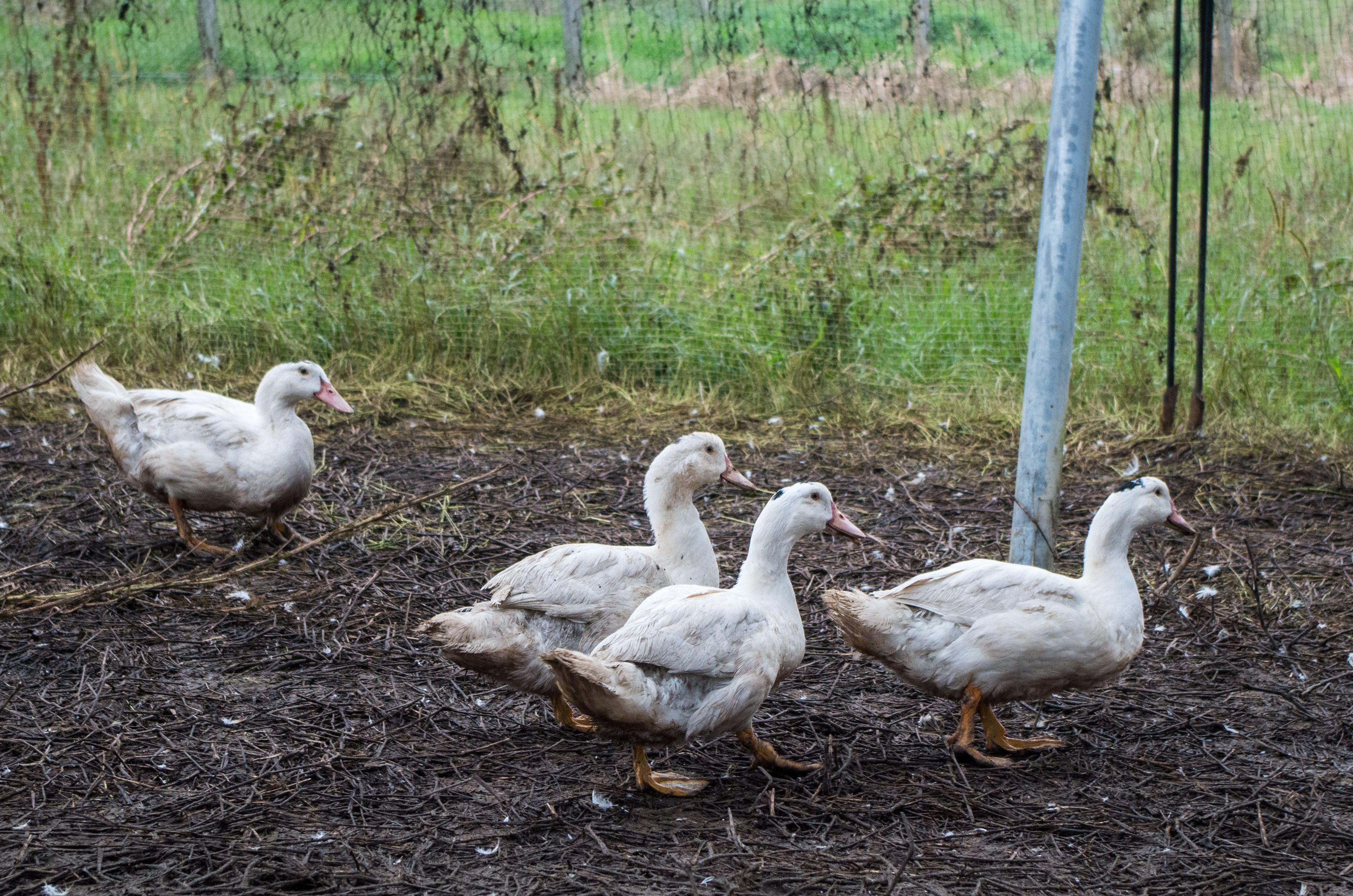 La campagne de vaccination contre la grippe aviaire doit commencer cet automne et vise les canards (illustration). LP/Klervi LE COZIC