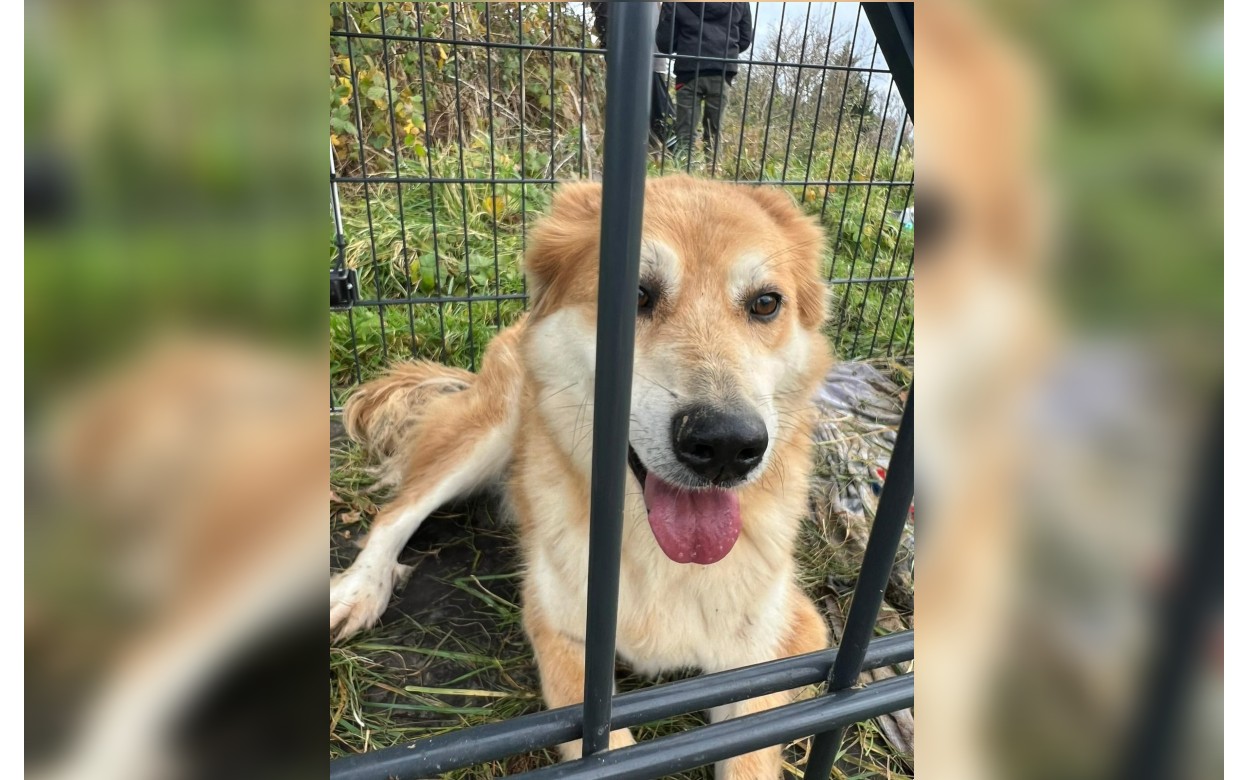 Gicu, le chien recherché activement depuis 2018, a été retrouvé le 15 décembre 2023 dans la campagne près de Chapet, dans les Yvelines. DR