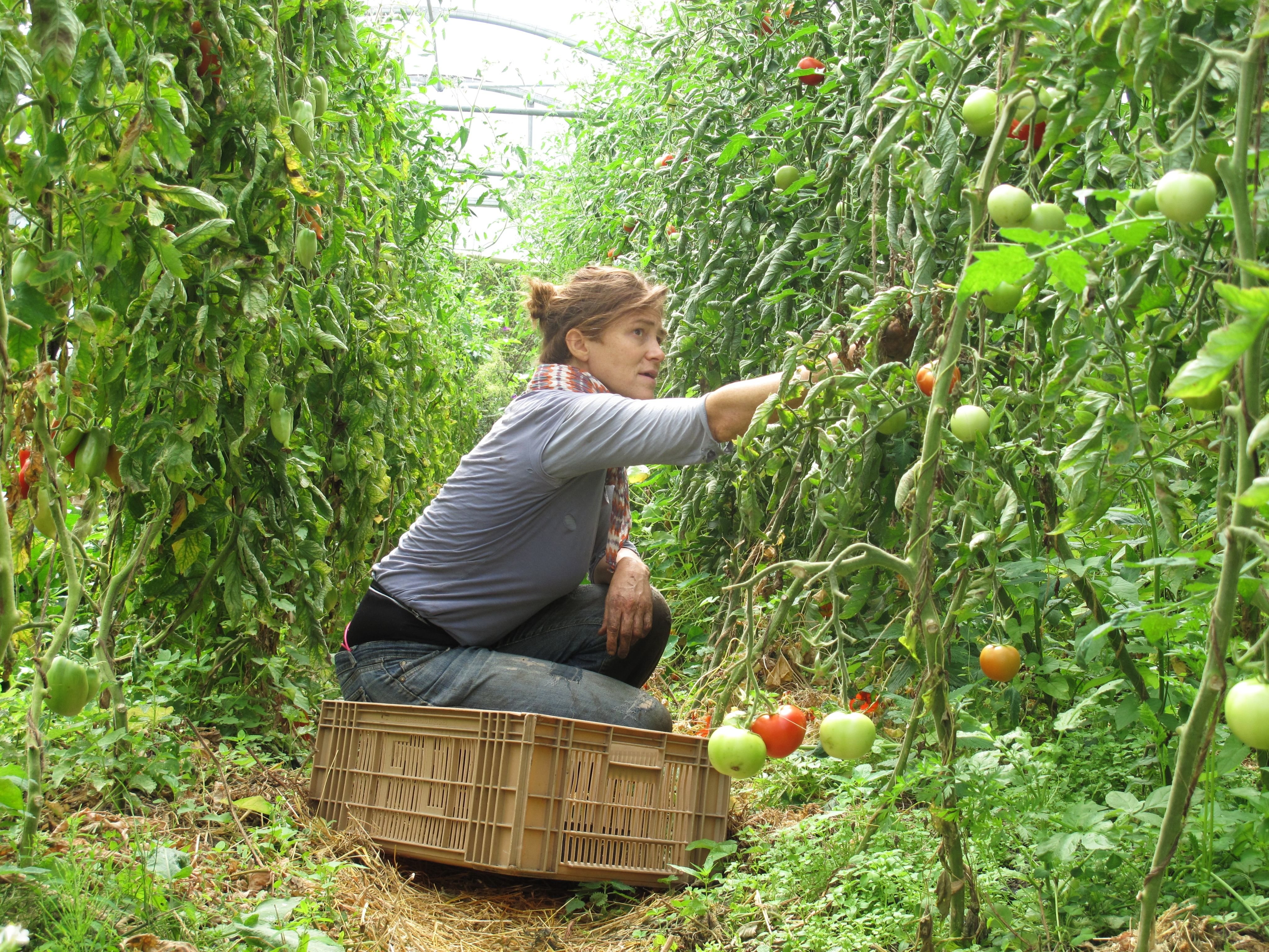 Villers-Saint-Paul (Oise), ce jeudi 18 août. Les voyageurs volontaires aident à la récolte et à la plantation de la parcelle. LP/Maëlle Roudaut