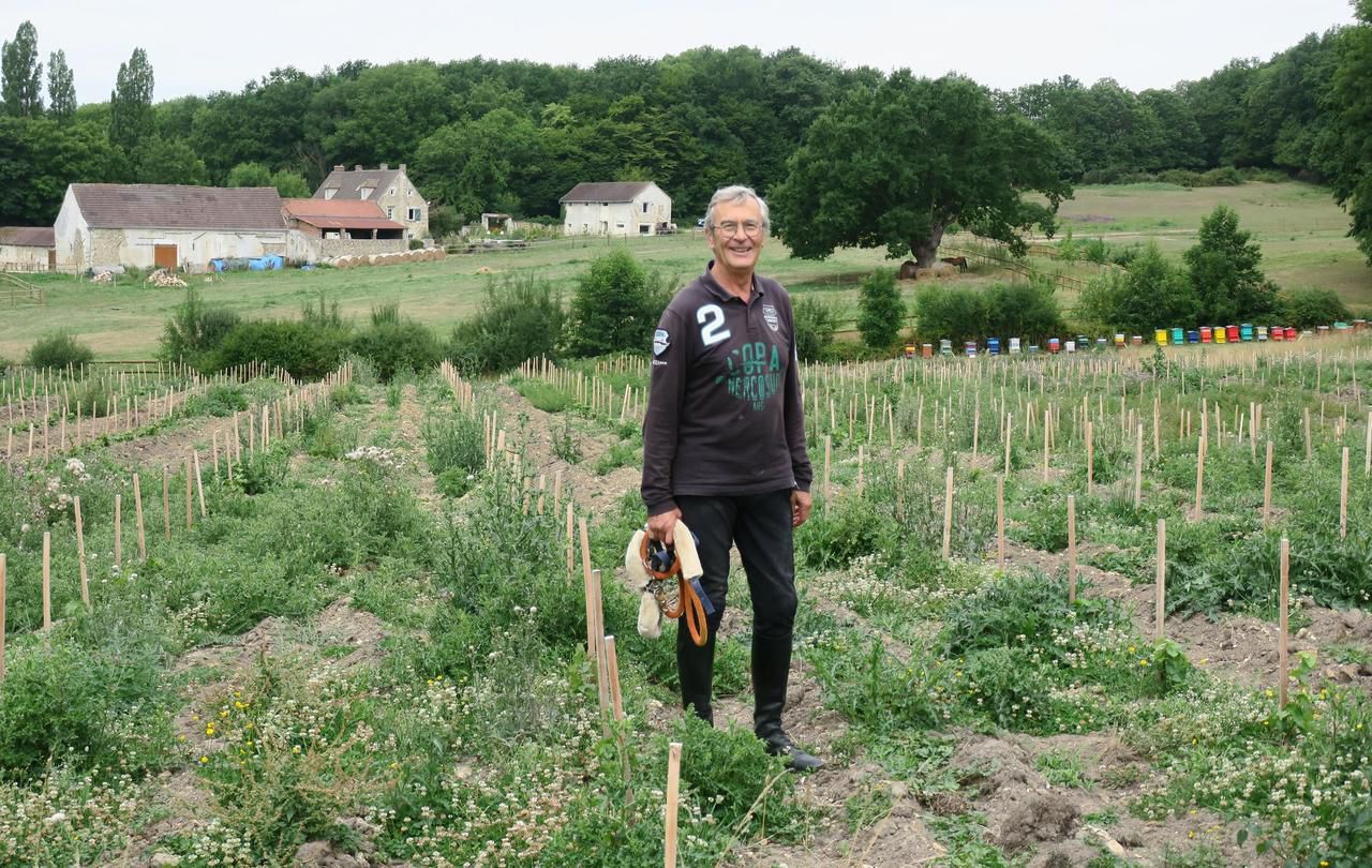 <b></b> Le Heaulme, ce mardi 1er août 2017. Bruno Lafont a planté quelque 3 500 plants de vignes au Clos Ferout. Première cuvée attendue pour début 2021. 