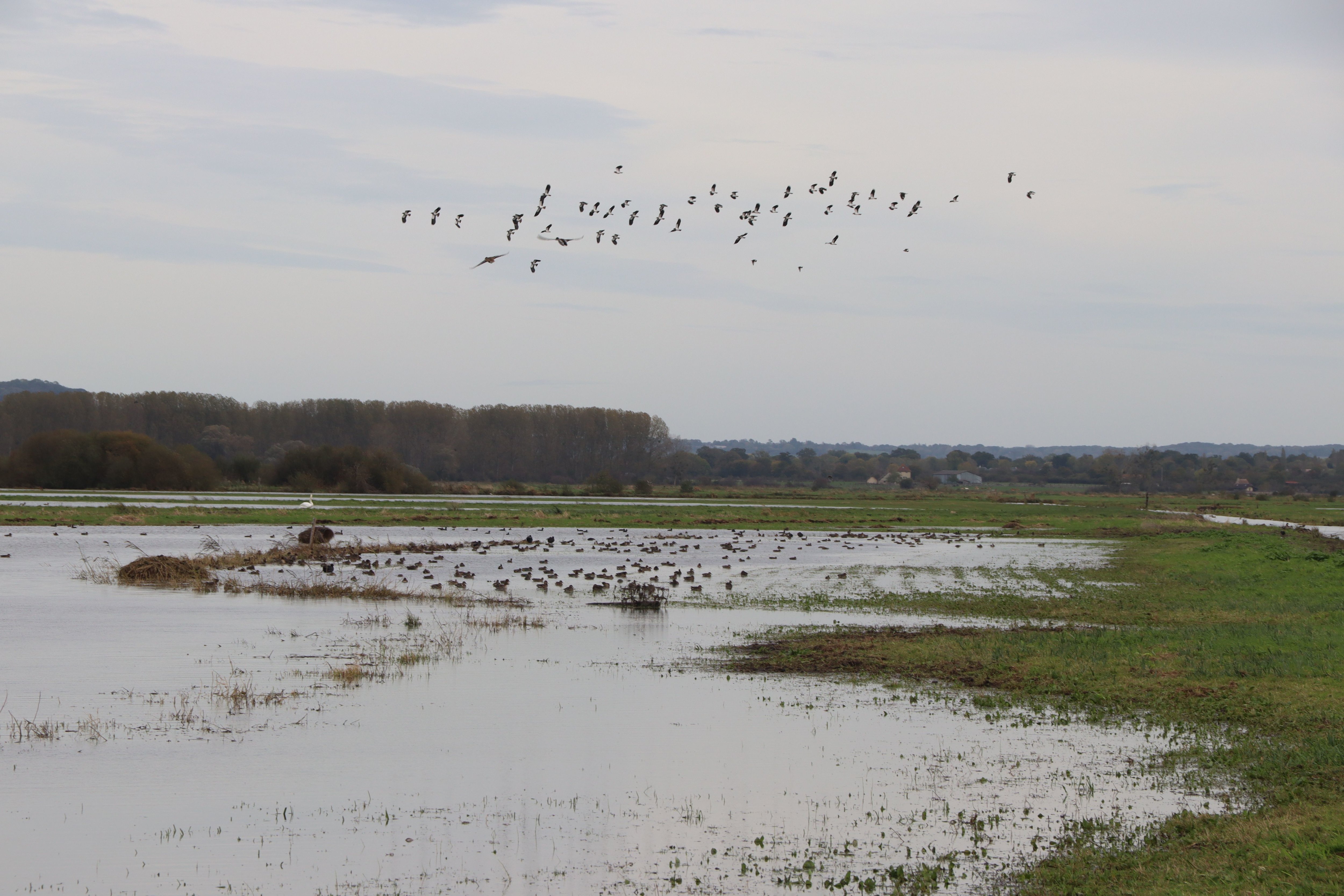 Dans le Calvados, environ 1500 oiseaux stationnent dans les marais de la Dives inondés depuis leur remise en eau annuelle à la mi-octobre. LP/ Esteban Pinel