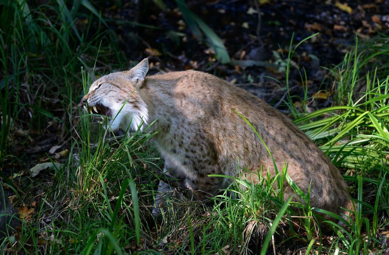 Un lynx repéré dans le parc régional des Vosges du Nord