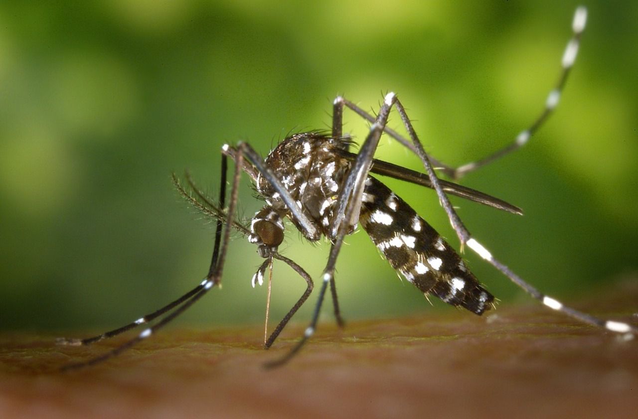 <b></b> Un cas de dengue a été signalé à l’agence régionale de santé (ARS) d’Ile-de-France.