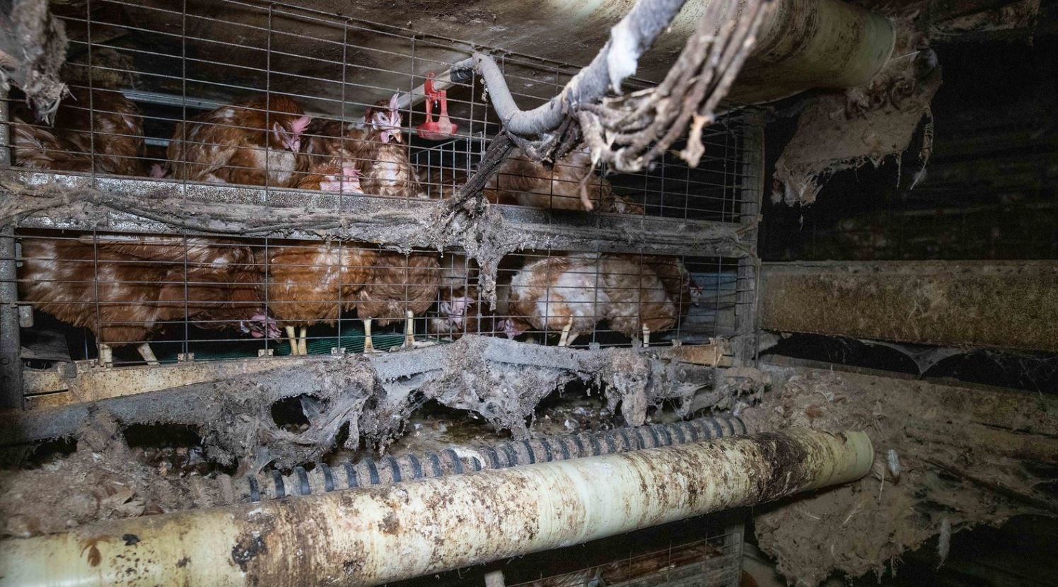La ferme du Mesnil-Saint-Martin qui abritait 200 000 poules pondeuses avait été fermée à la suite d'une vidéo publiée par L214 . DR