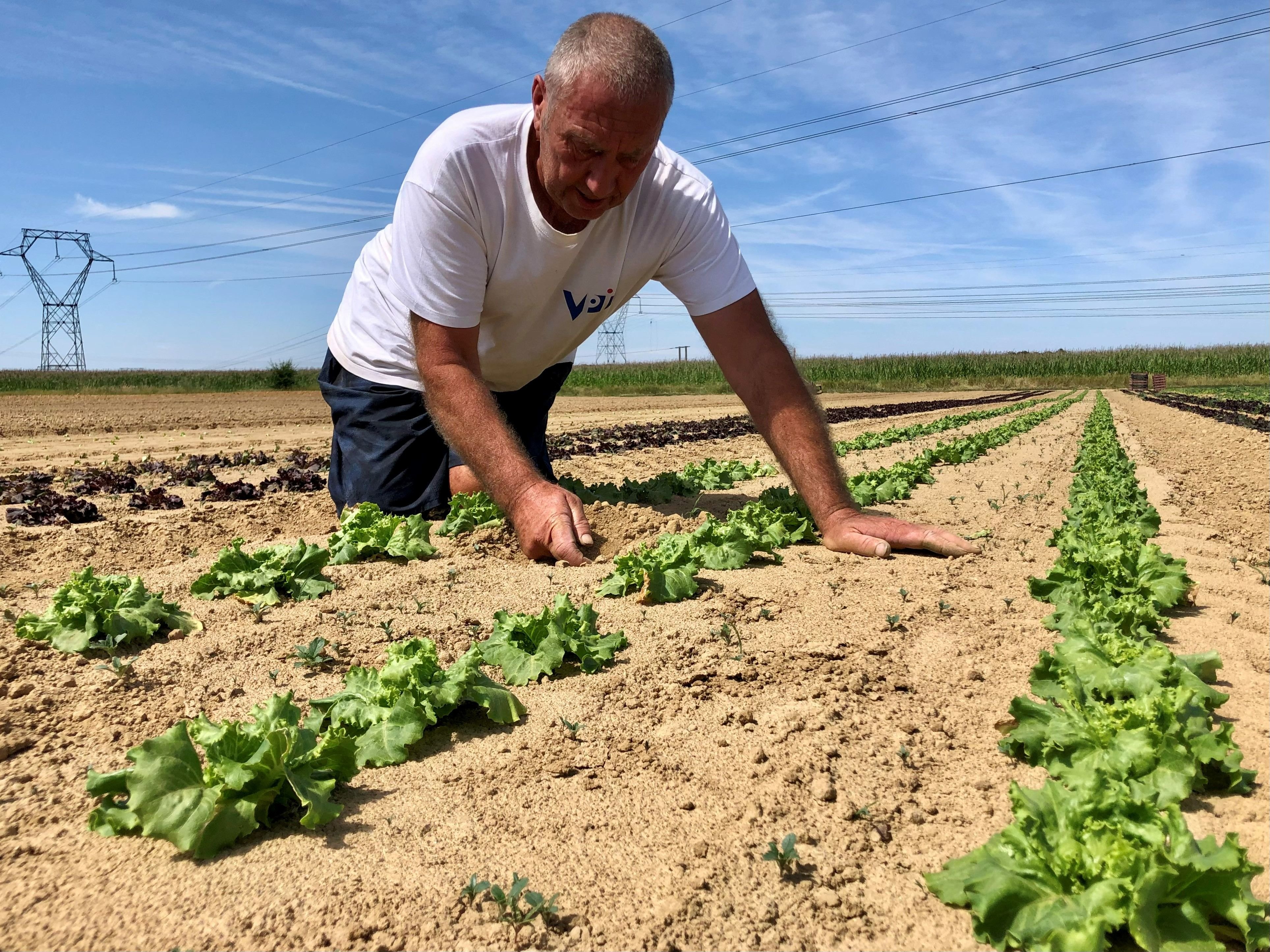 Marcoussis (Essonne), juillet 2022. Depuis plus de trente ans, Marc Mascetti, dit « Marco », cultive ses légumes sans la moindre goutte d'eau, ni le moindre pesticide.