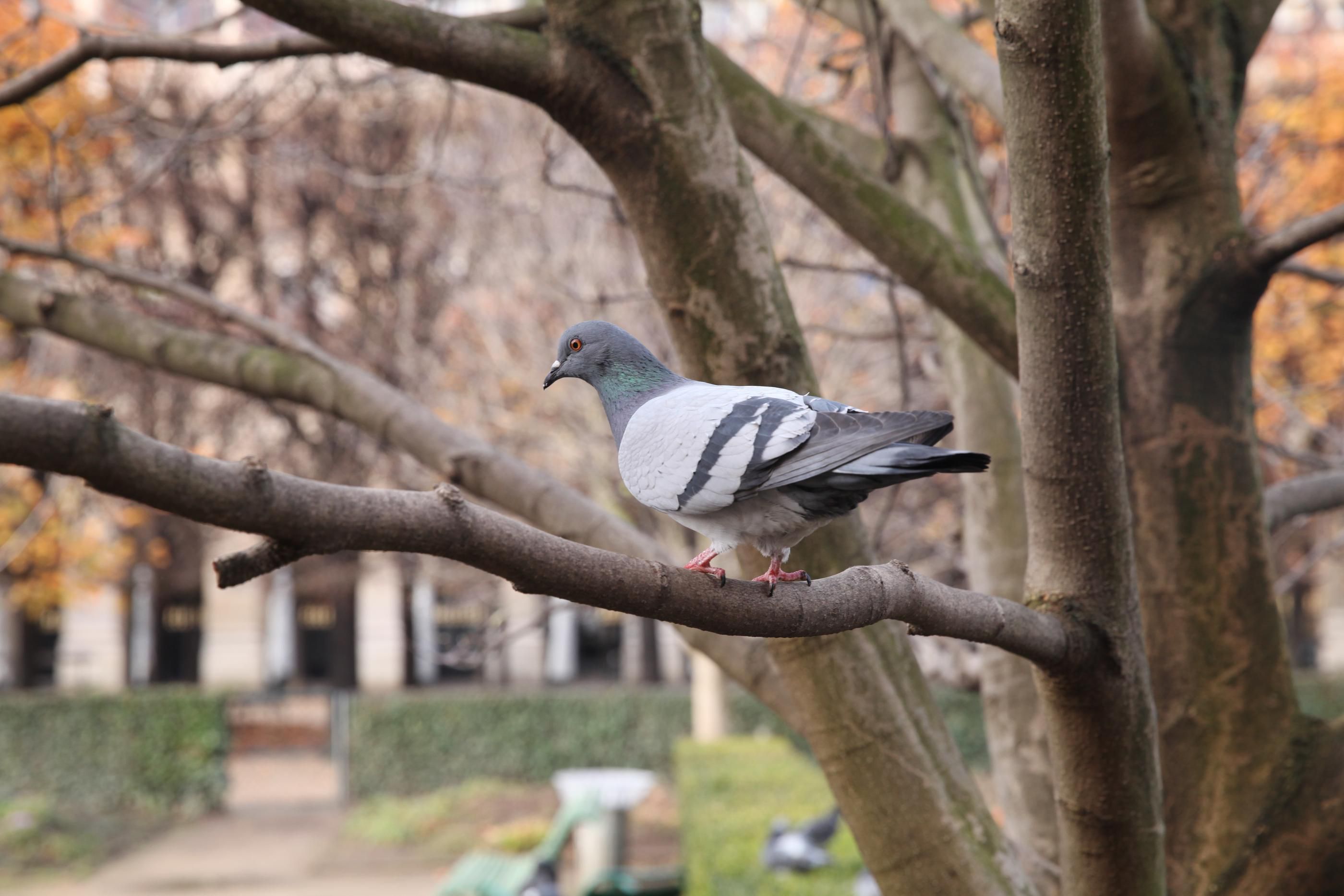 Illustration. Le conseil départemental rejette les accusations de PAZ, assurant seulement réguler la présence des pigeons au haras de Jardy. LP/Olivier Boitet