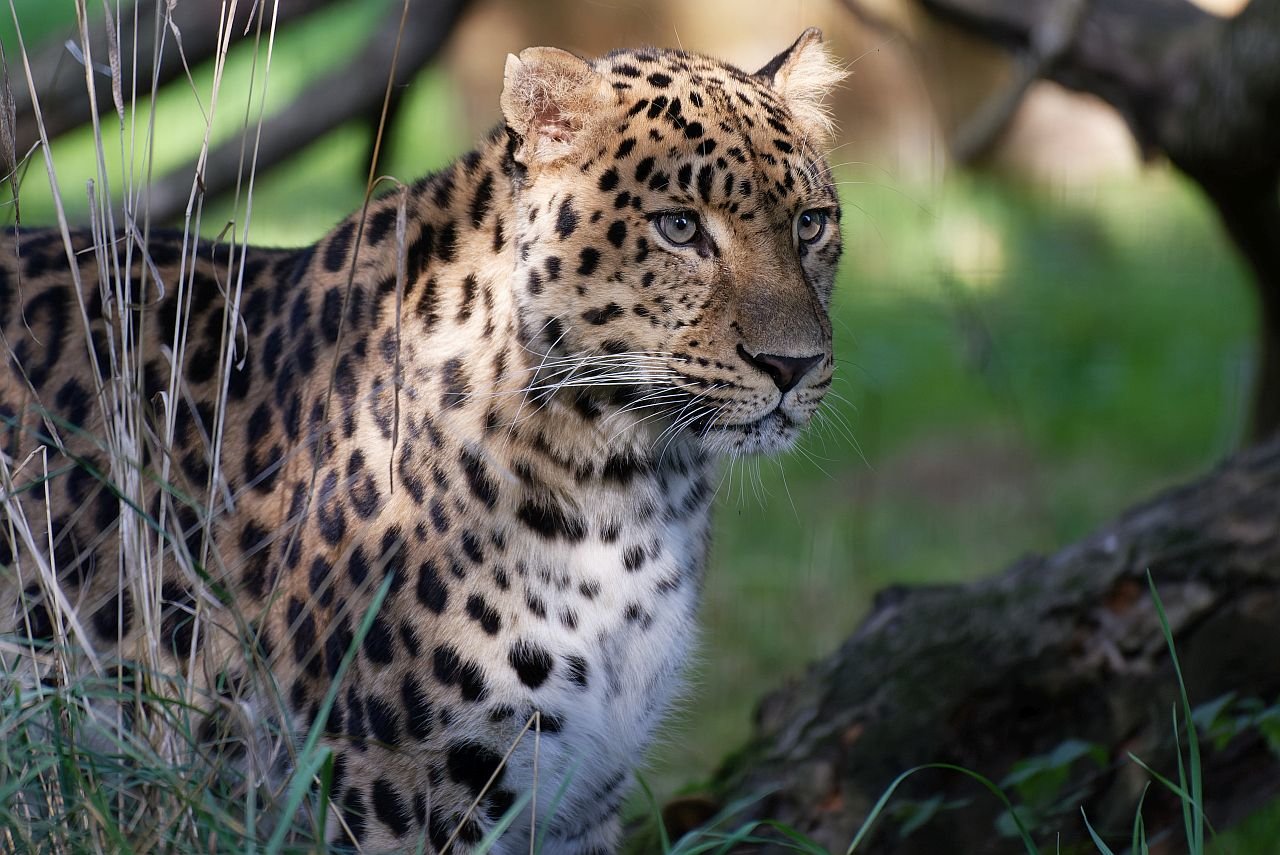 Lumigny-Nesles-Ormeaux (Seine-et-Marne). Rokot, léopard de l'Amour âgé de 7 ans, vit au parc des félins. Parc des félins/Monique Mollicone