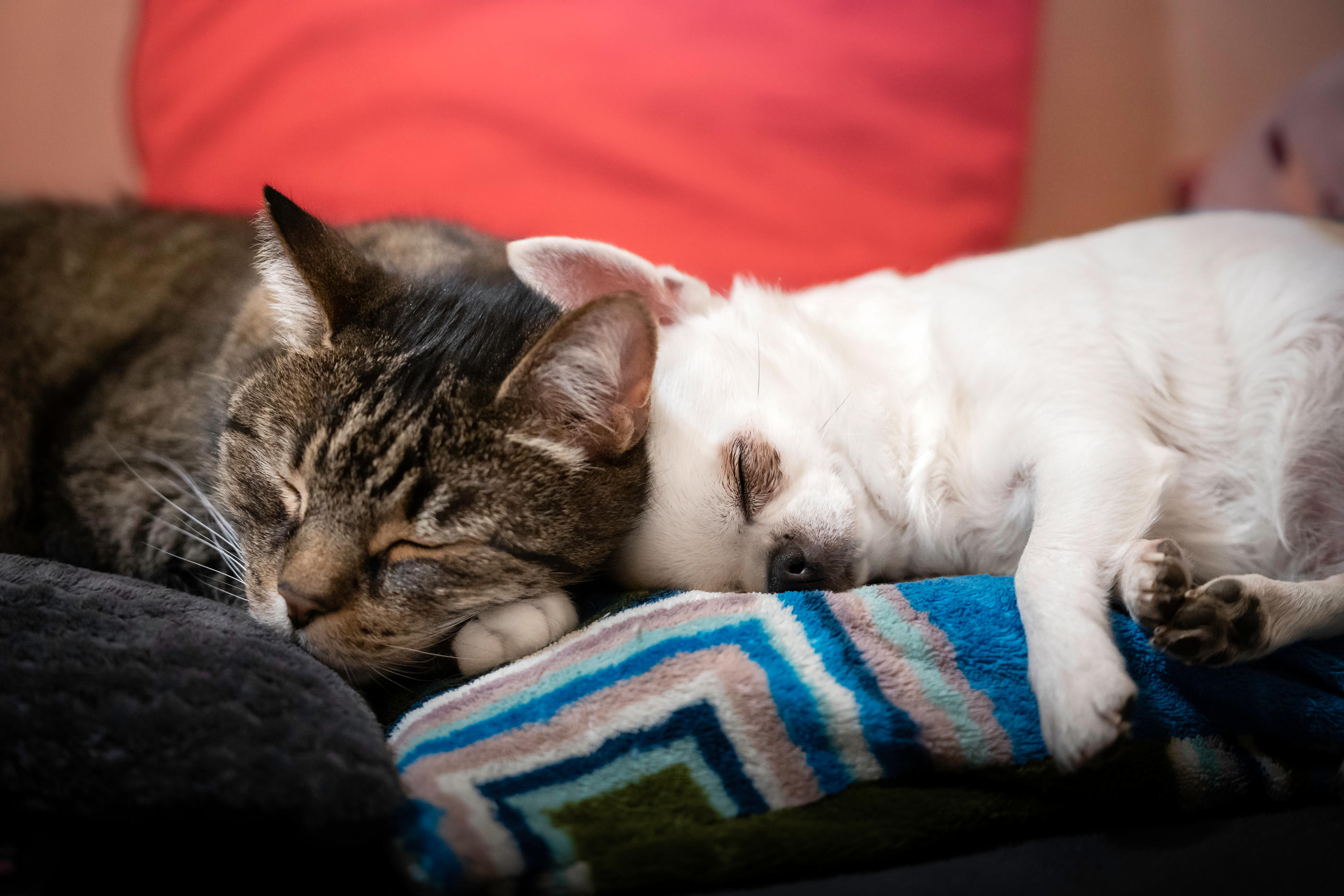 L’identification est obligatoire pour tous les chiots avant l’âge de 4 mois et tous les chatons avant l’âge de 7 mois. Istock