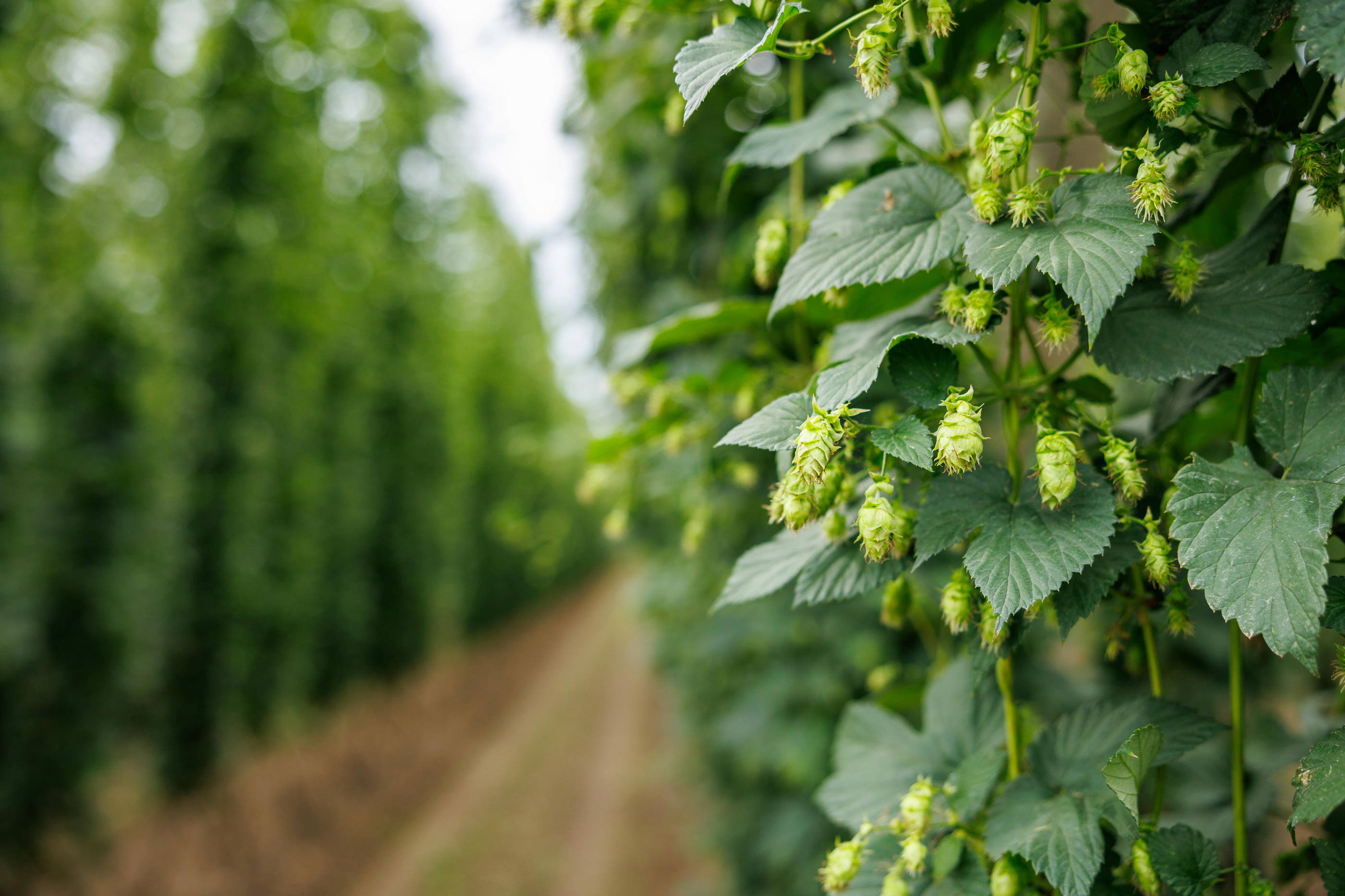 Selon une étude parue ce mardi 10 octobre, le rendement du houblon aromatique traditionnel devrait diminuer de 4 à 18 % dans les régions européennes productrices de bière d’ici 2050. Matthias Balk/dpa/Icon sport