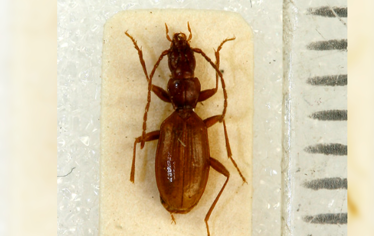 L'Anophthalmus hitleri est un coléoptère brun mesurant 5 mm et n'ayant pas d'yeux. Flickr