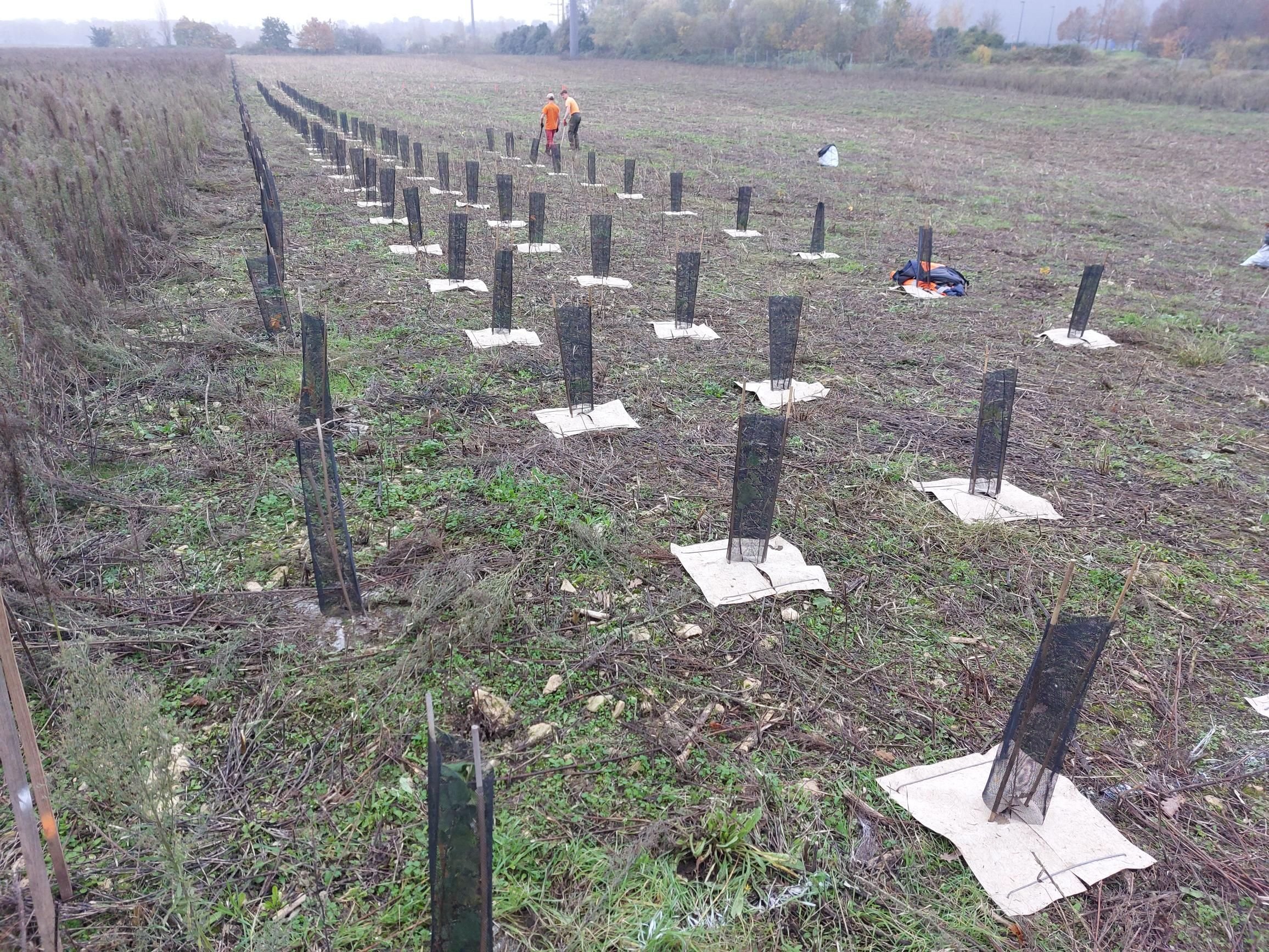 D'ici à février 2024, plus de 570 000 arbres auront été plantés dans la future forêt de Maubuisson, soit la moitié du total prévu. LP/Christophe Lefèvre