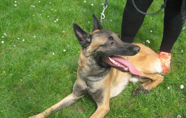 Illustration. Un chien de race malinois a été retrouvé pendu à la grille du lycée Paul-Le-Rolland à Drancy le 18 août. Son tortionnaire présumé a été arrêté quatre jours plus tard. DR