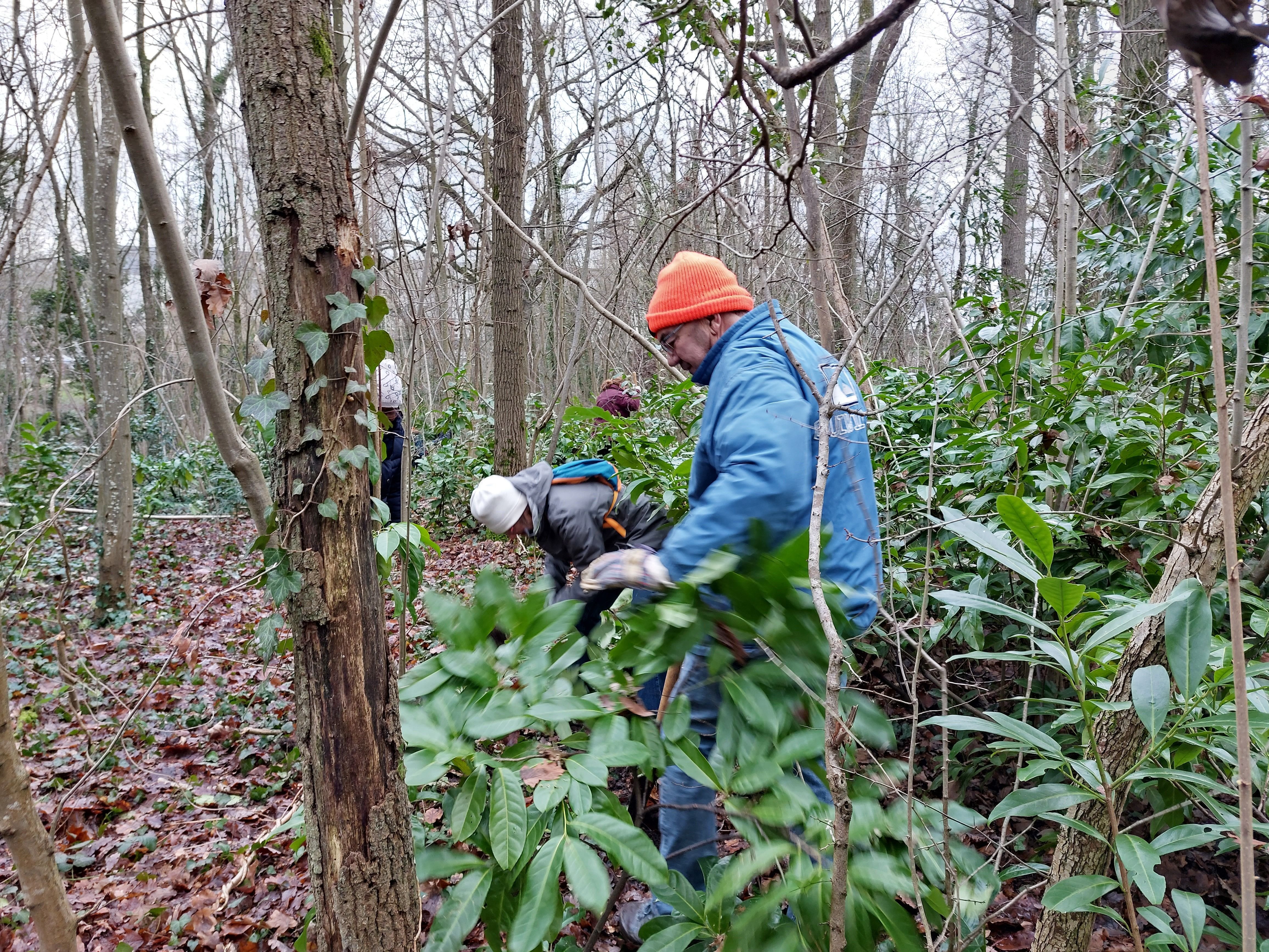 Saint-Michel-sur-Orge (Essonne), samedi 21 janvier 2023. Le chantier de réhabilitation du bois des Roches a démarré par une opération d'arrachage de laurier du Caucase, une espèce invasive, à laquelle le public était invité à participer. LP/Cécile Chevallier