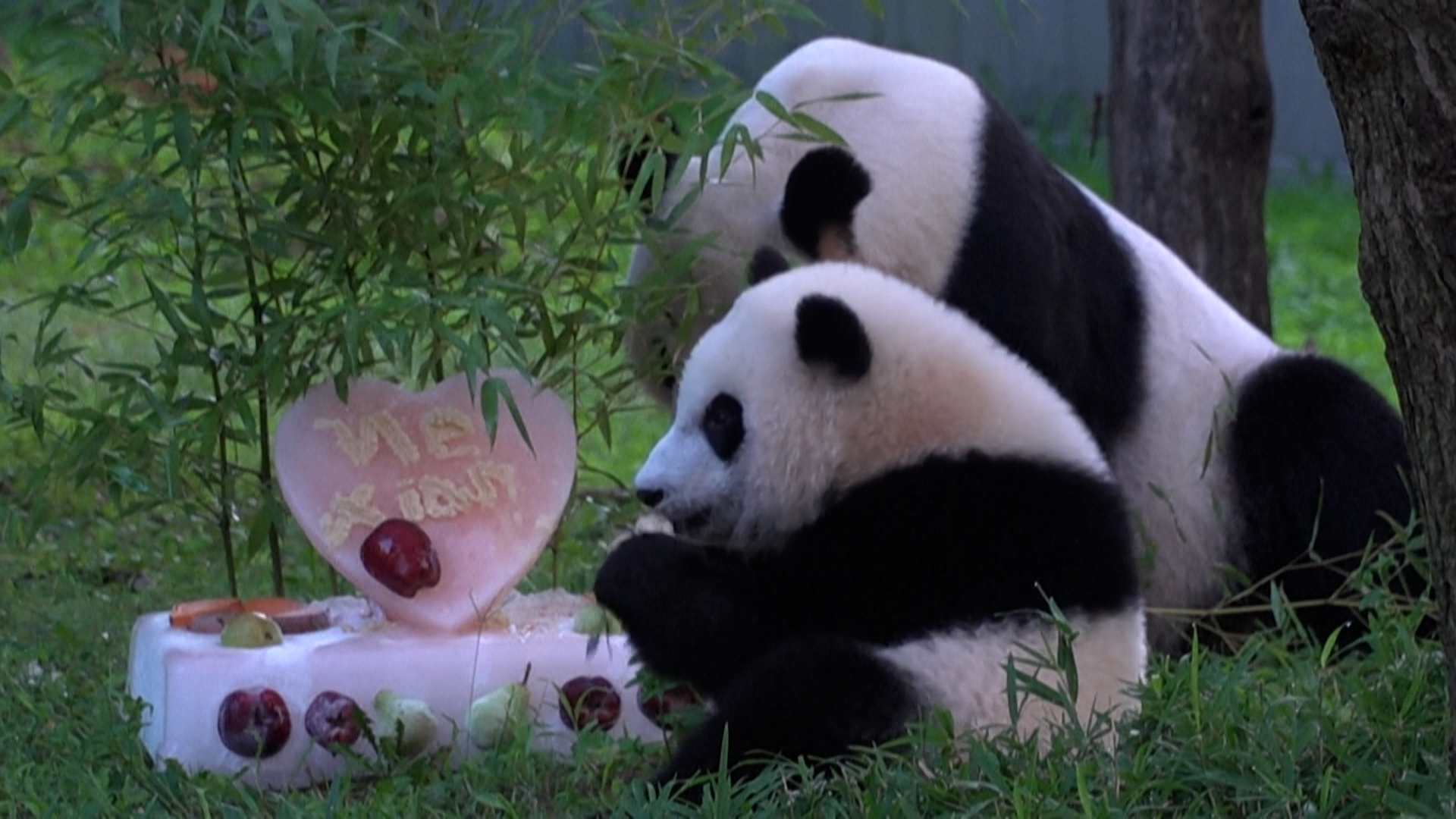 Video Un Gateau Pour Xiao Qi Ji Le Bebe Panda De Washington Ne Durant La Pandemie Le Parisien