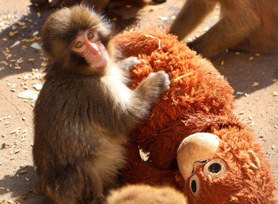 Une mère de substitution » : abandonné par sa maman, un bébé singe trouve du  réconfort dans les bras d'une peluche orang-outan - Le Parisien