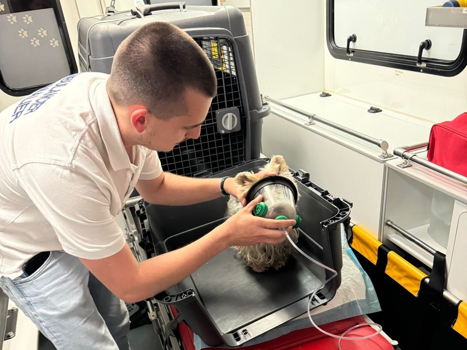 Raphaël Spenle lance un service de secours d'urgence pour les animaux en Essonne. Il n'est pas vétérinaire mais s'est formé aux premiers gestes pour accompagner au mieux les bêtes en détresse jusque chez un professionnel. DR