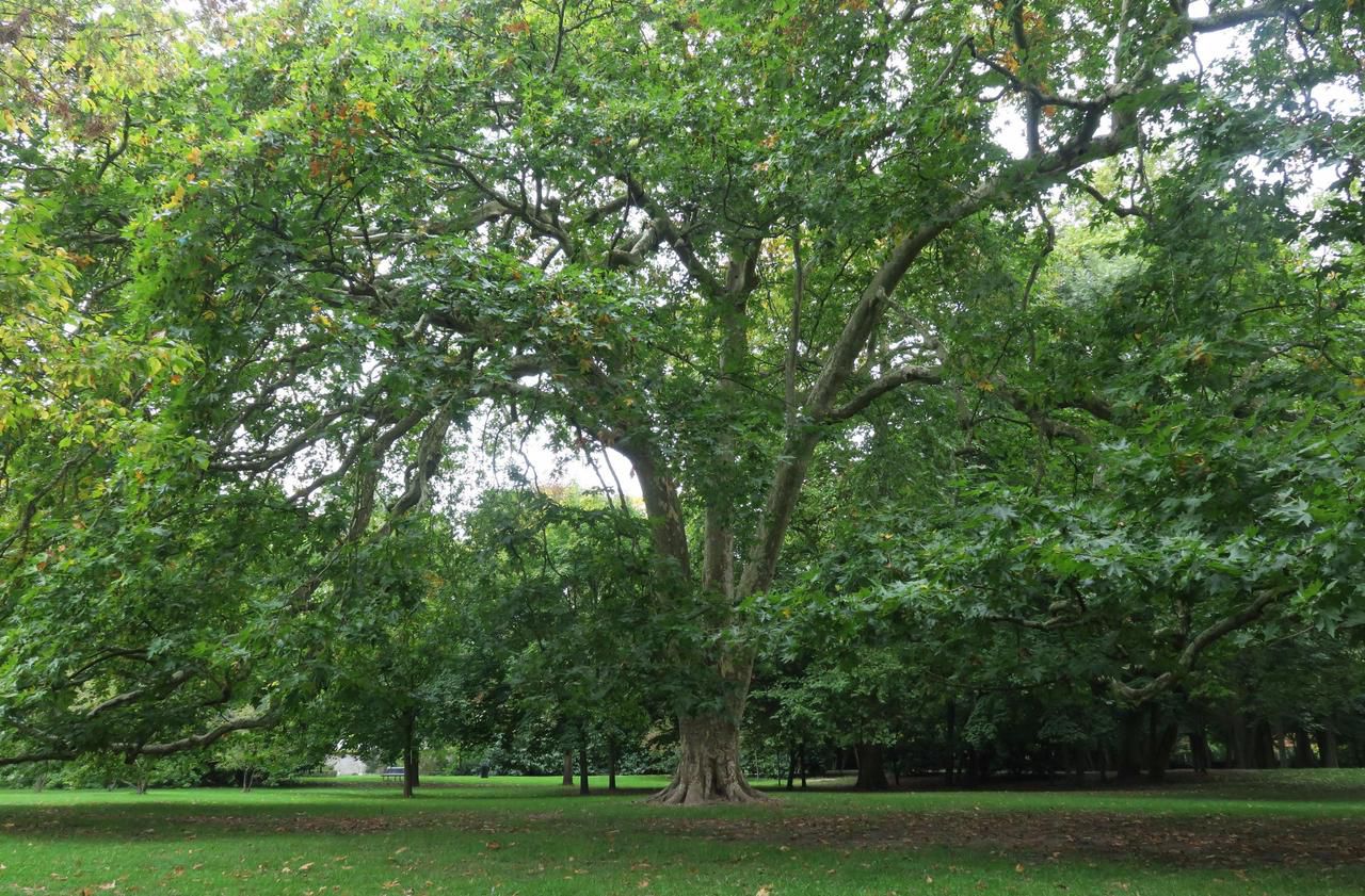 <b></b> La région Ile-de-France veut recenser ses arbres les plus remarquables. Comme ici, dans le parc Caillebotte de Yerres (Essonne).