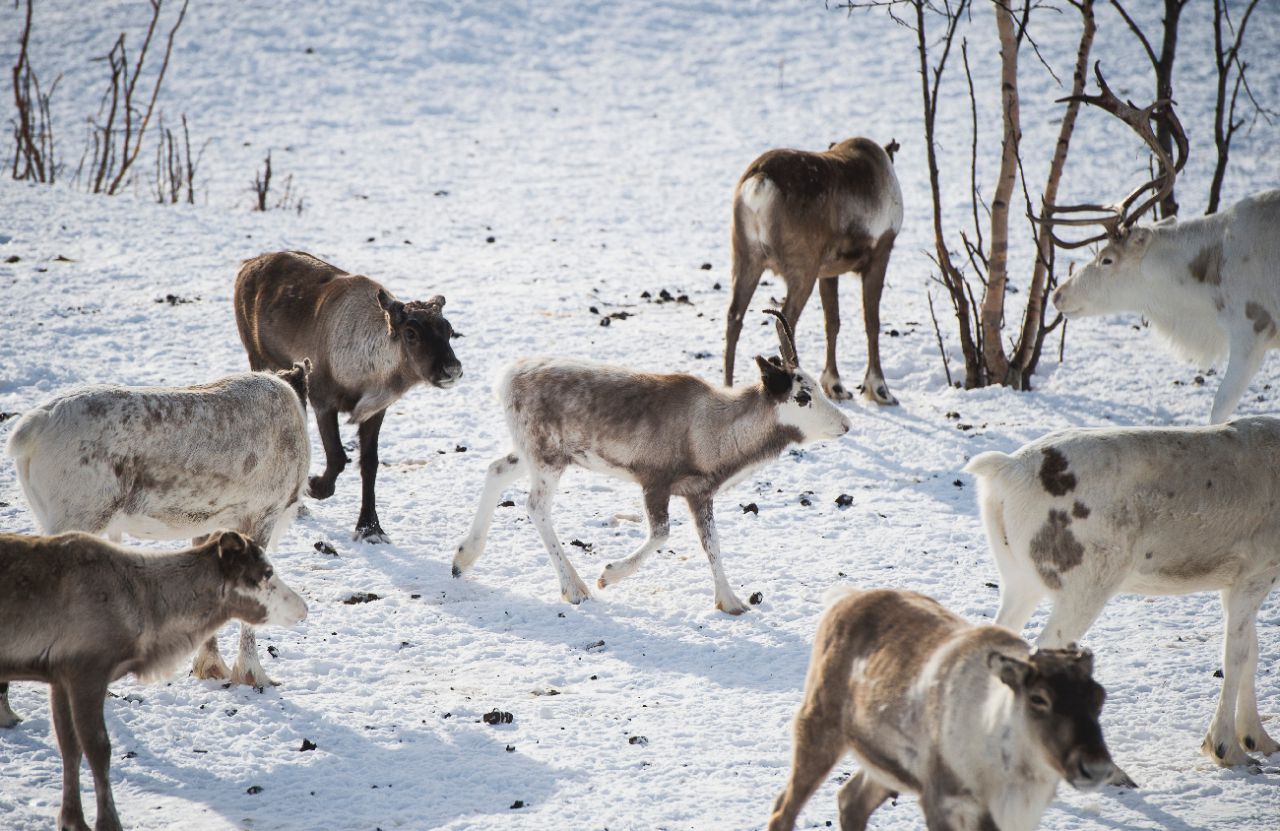 Depuis le début de l'année 2023 en Norvège, 42 rennes ont déjà franchi la frontière avec la Russie. AFP/Jonathan NACKSTRAND